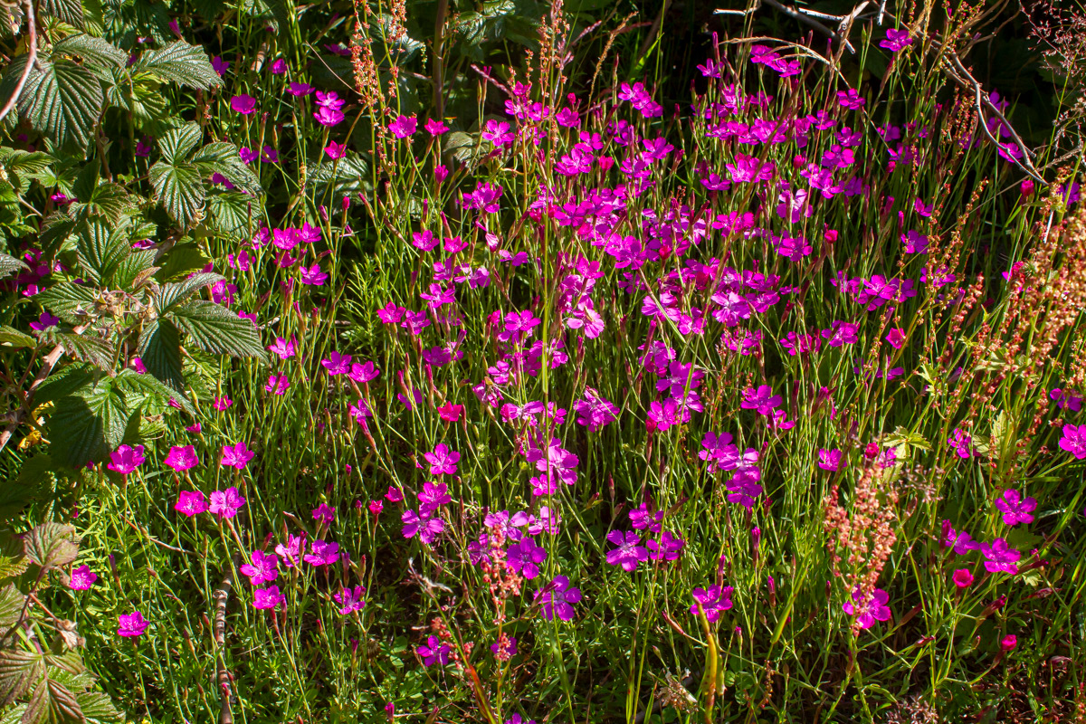 Ketoneilikka 30.6.2019