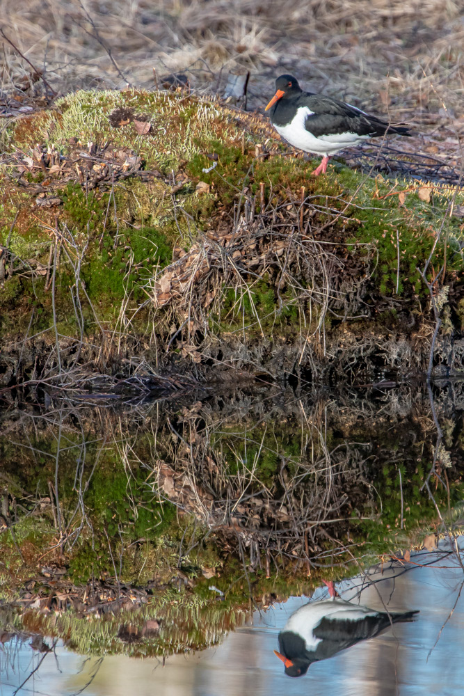 Meriharakka 17.4.2019