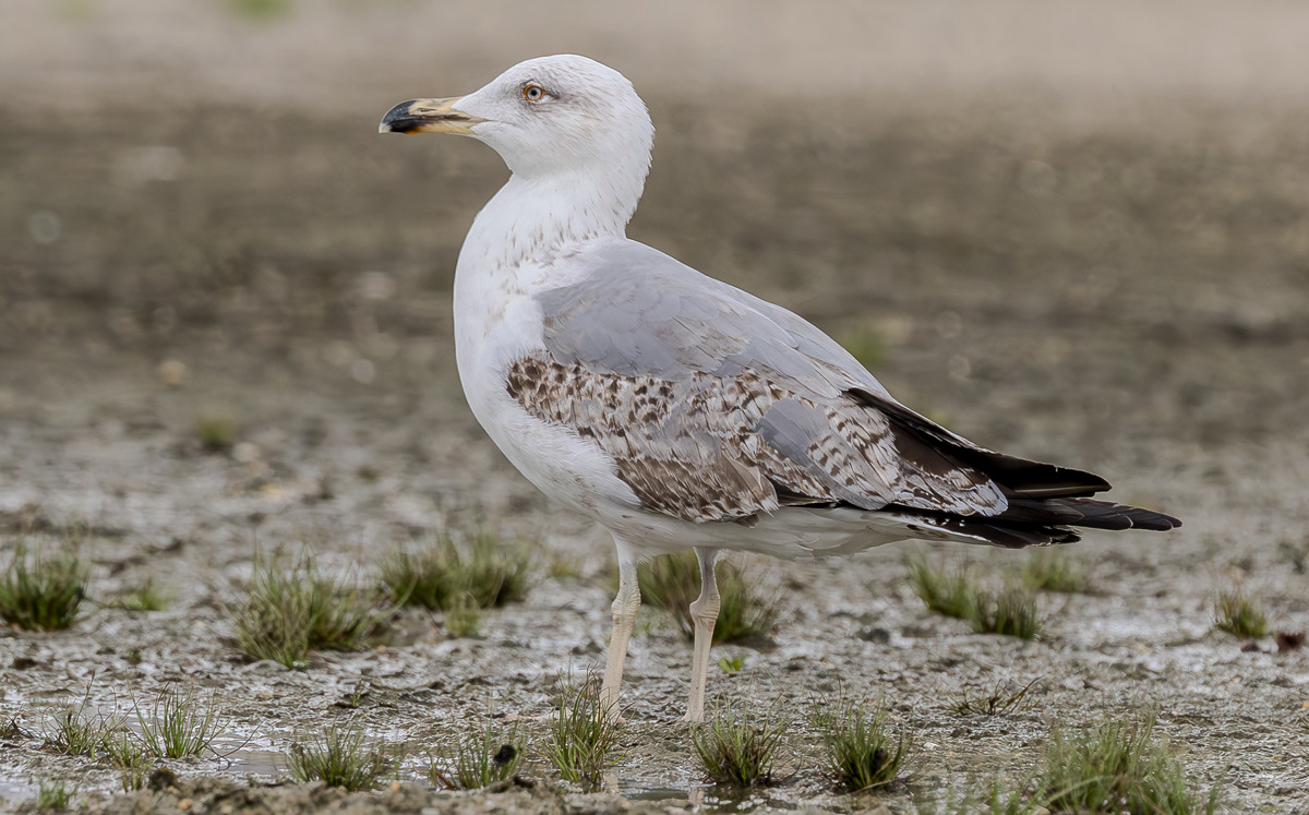 Etelänharmaalokki L. michaellis 060325