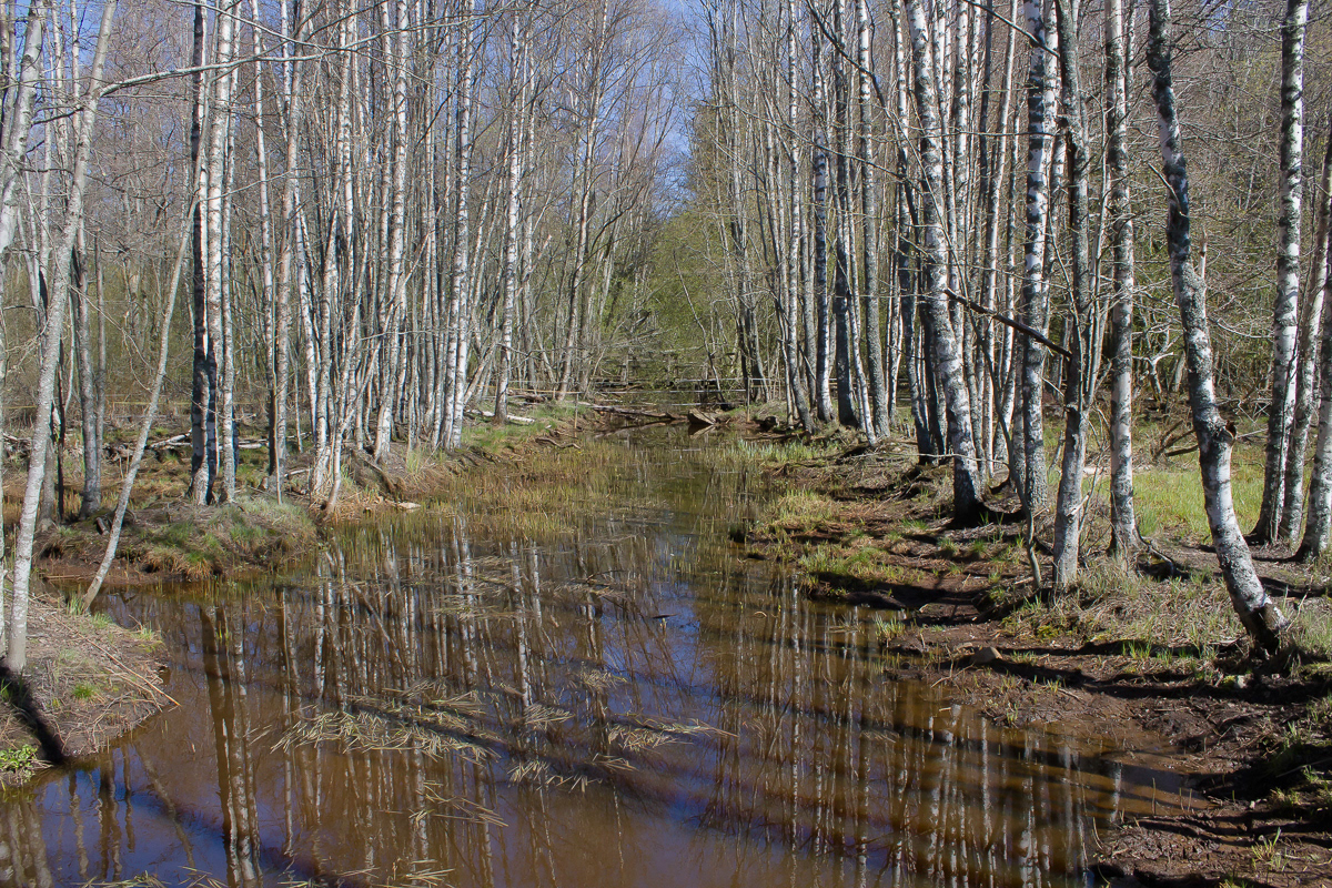Mooskerinoja 040520