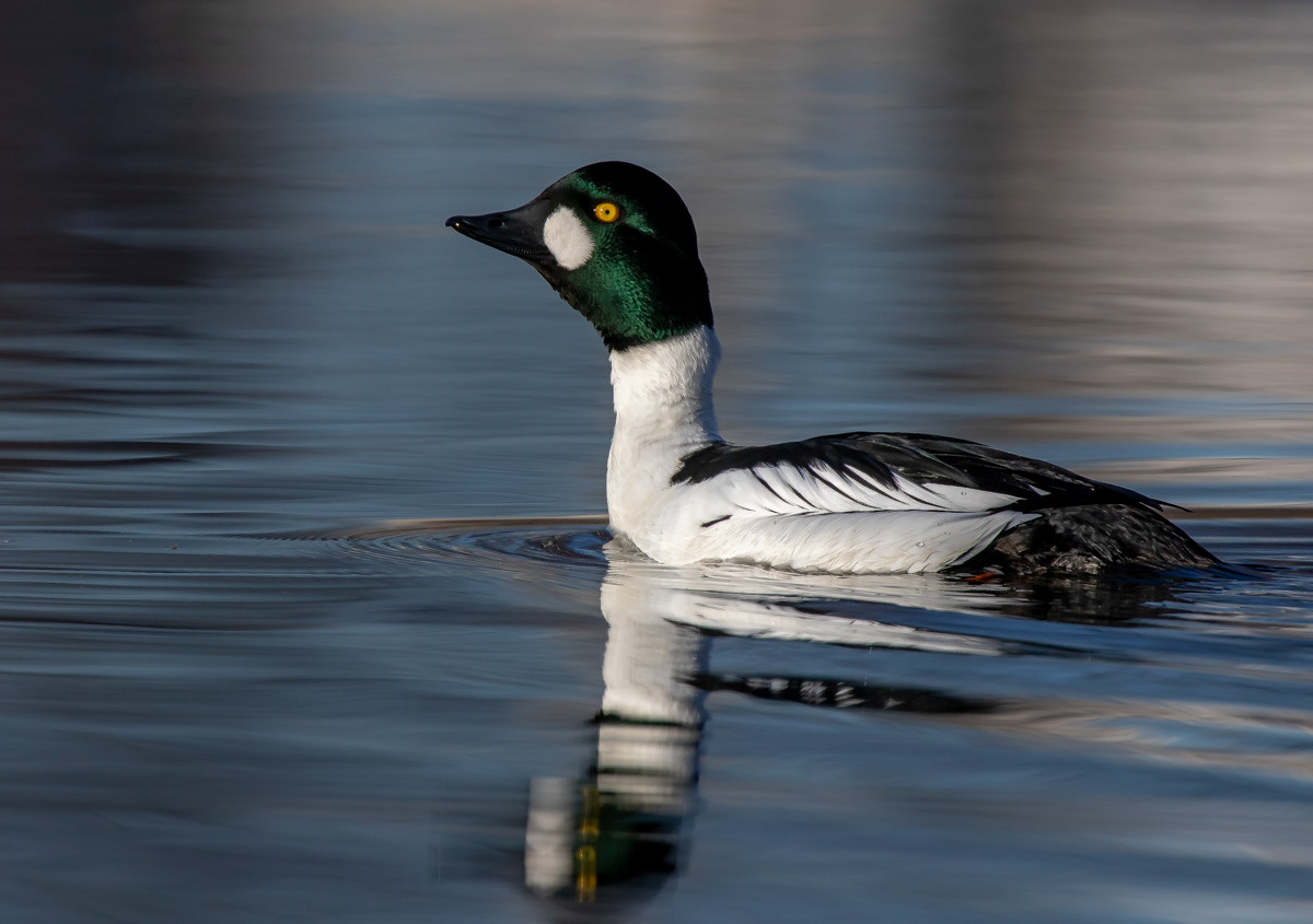 Telkkä15.4.2019