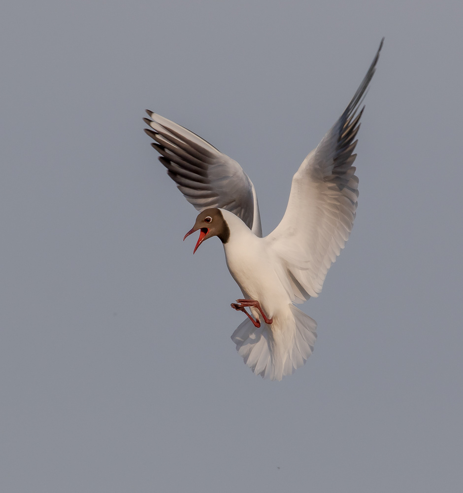 Naurulokki 050619