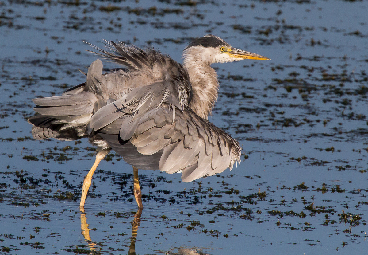 Harmaahaikara (Ardea cinerea) 24.7.2018 Pori, Finland
