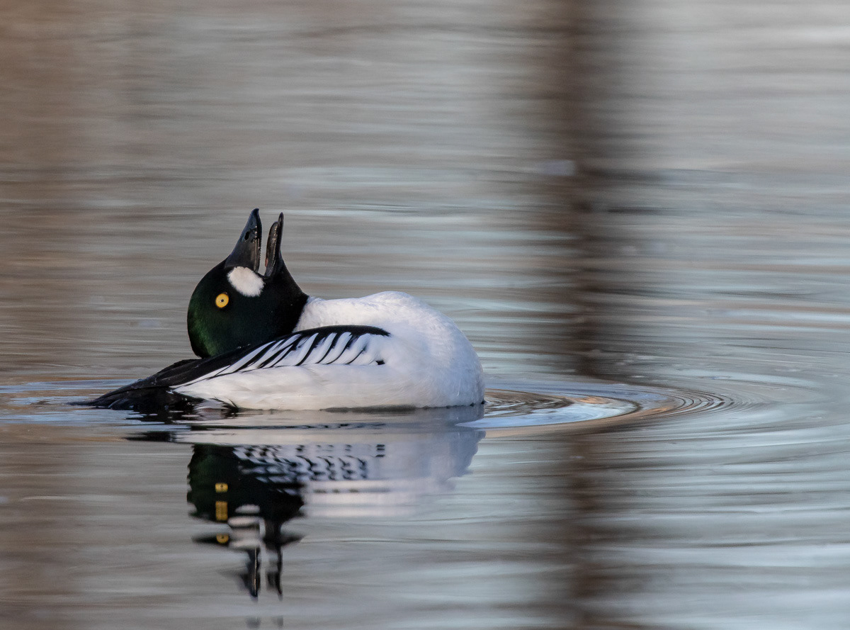 Telkkä 15.4.2019