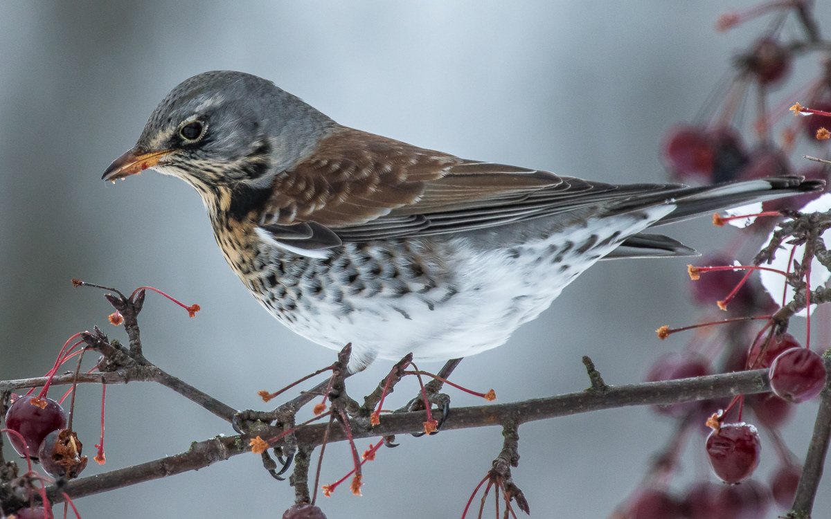 Räkättirastas 10.1.2019