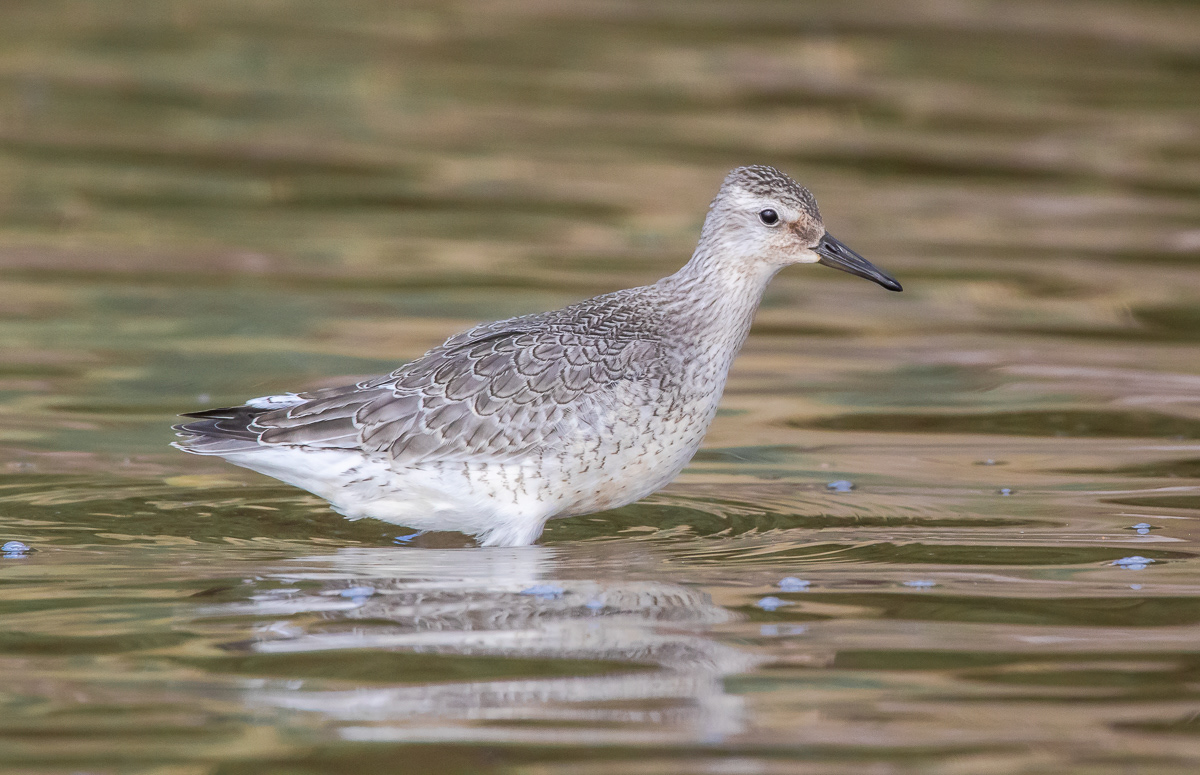 Isosirri (Calidris canutus) juv Pori, Finland 24.9.2018