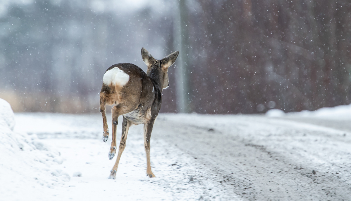 Metsäkauris 23.1.2019