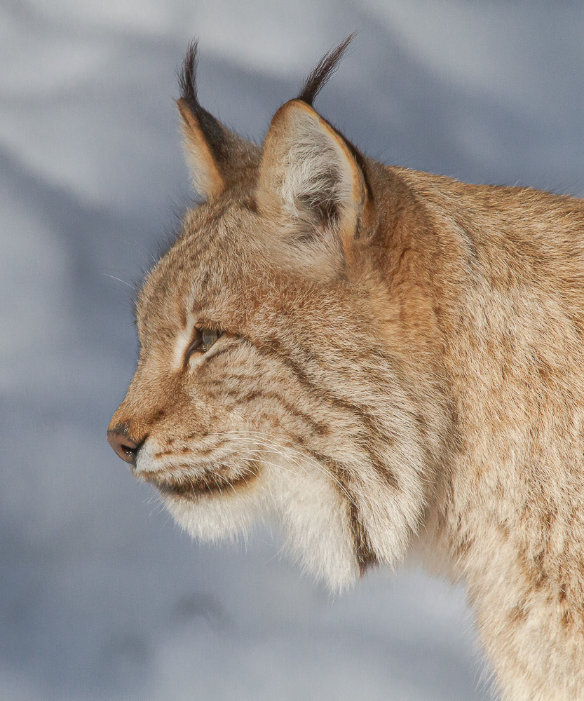 Ilves