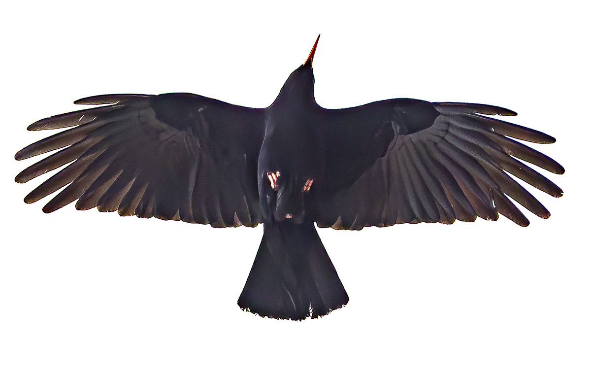Alppivaris