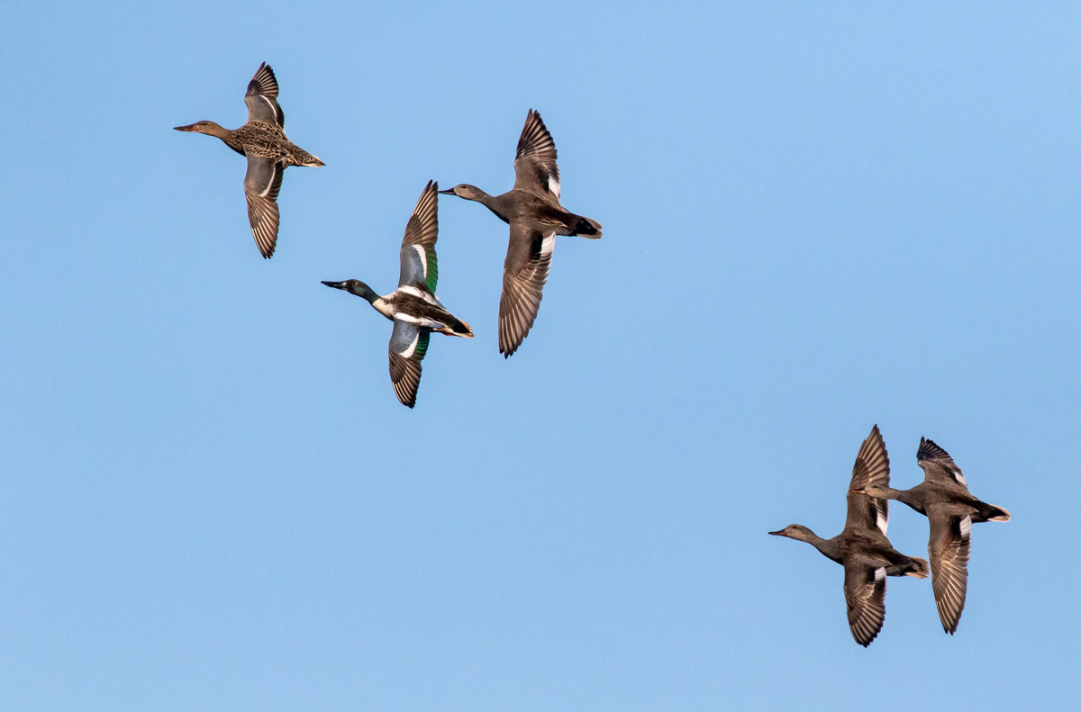 Lapa- ja harmaasorsia 13.5.2019
