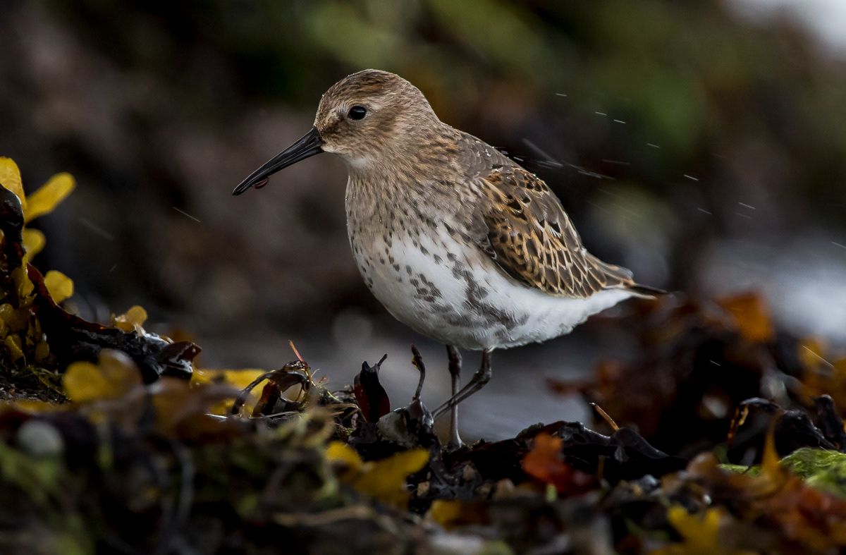 Suosirri juv 6.9.2019 Sörve, Estonia