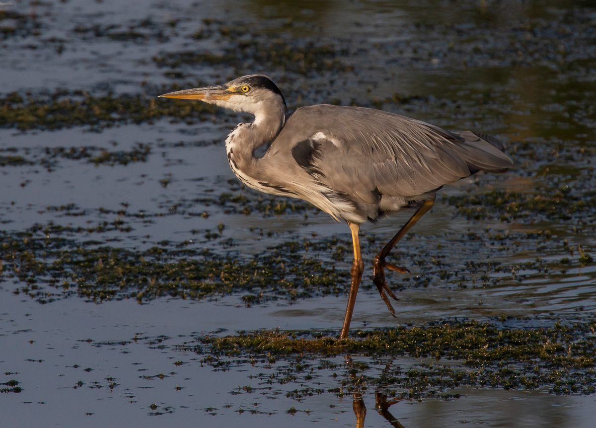 Harmaahaikara (Ardea cinerea) 24.7.2018 Pori, Finland