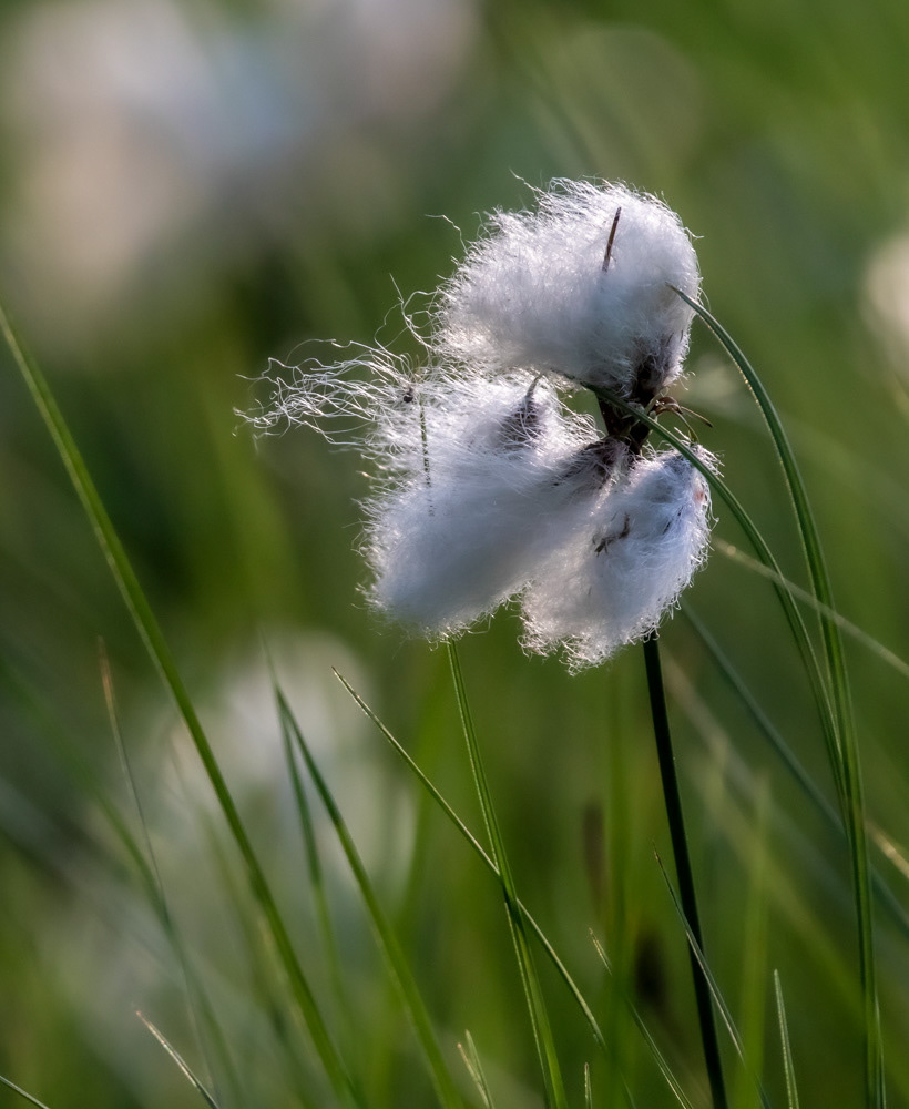 Luhtavilla 29.6.2019