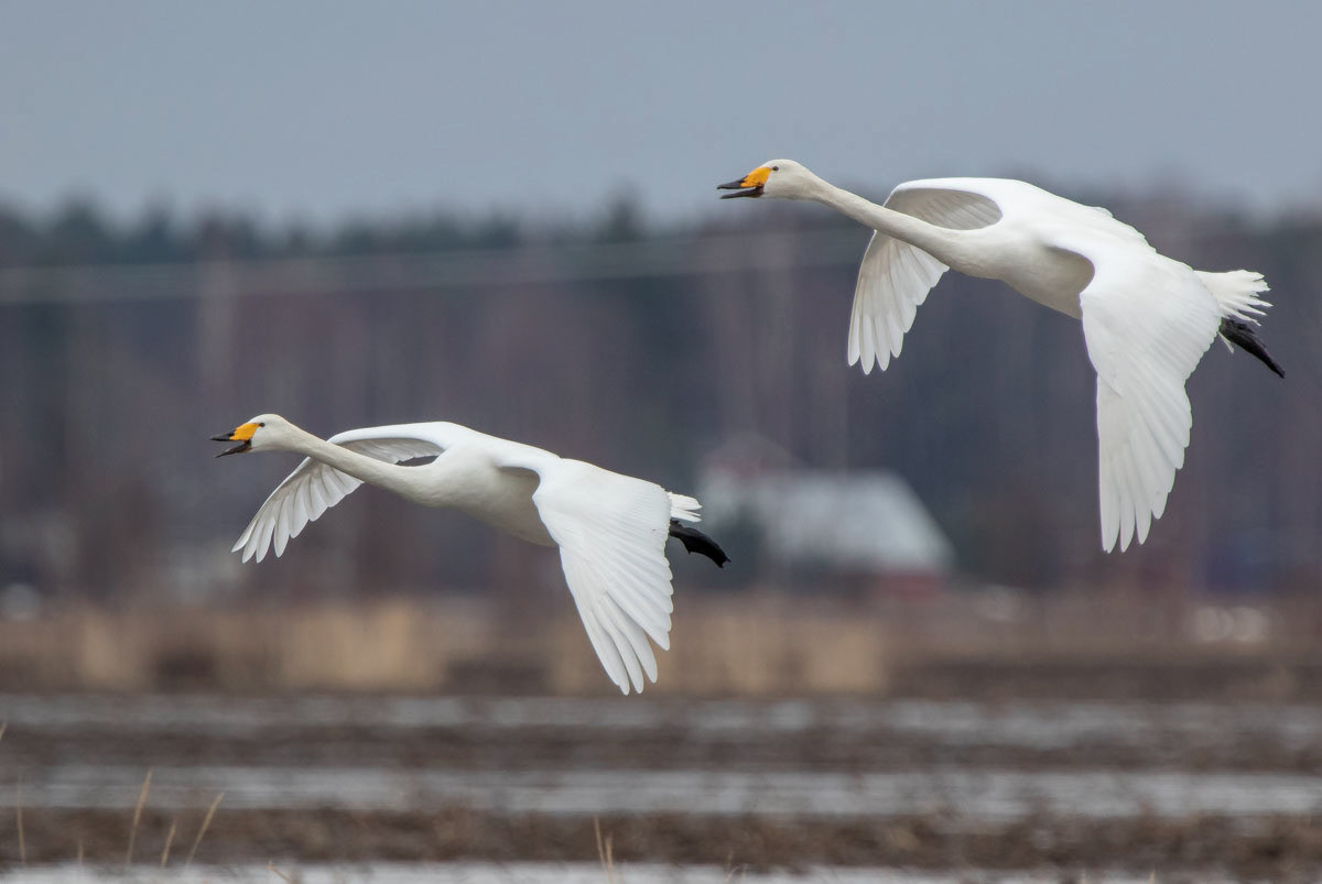 Joutsen 19.3.2019