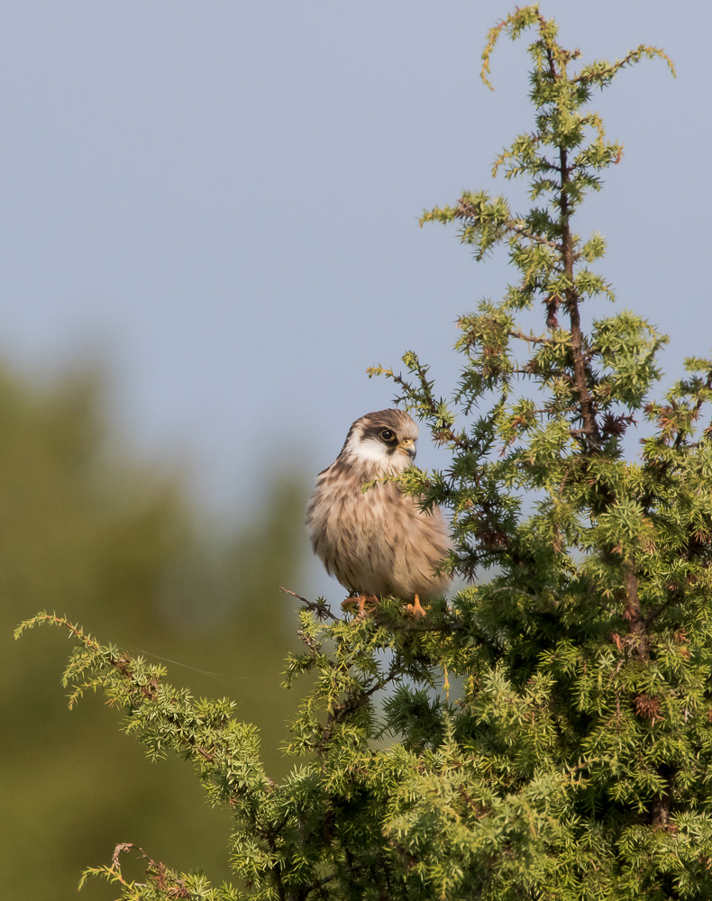 Punajalkahaukka 050919