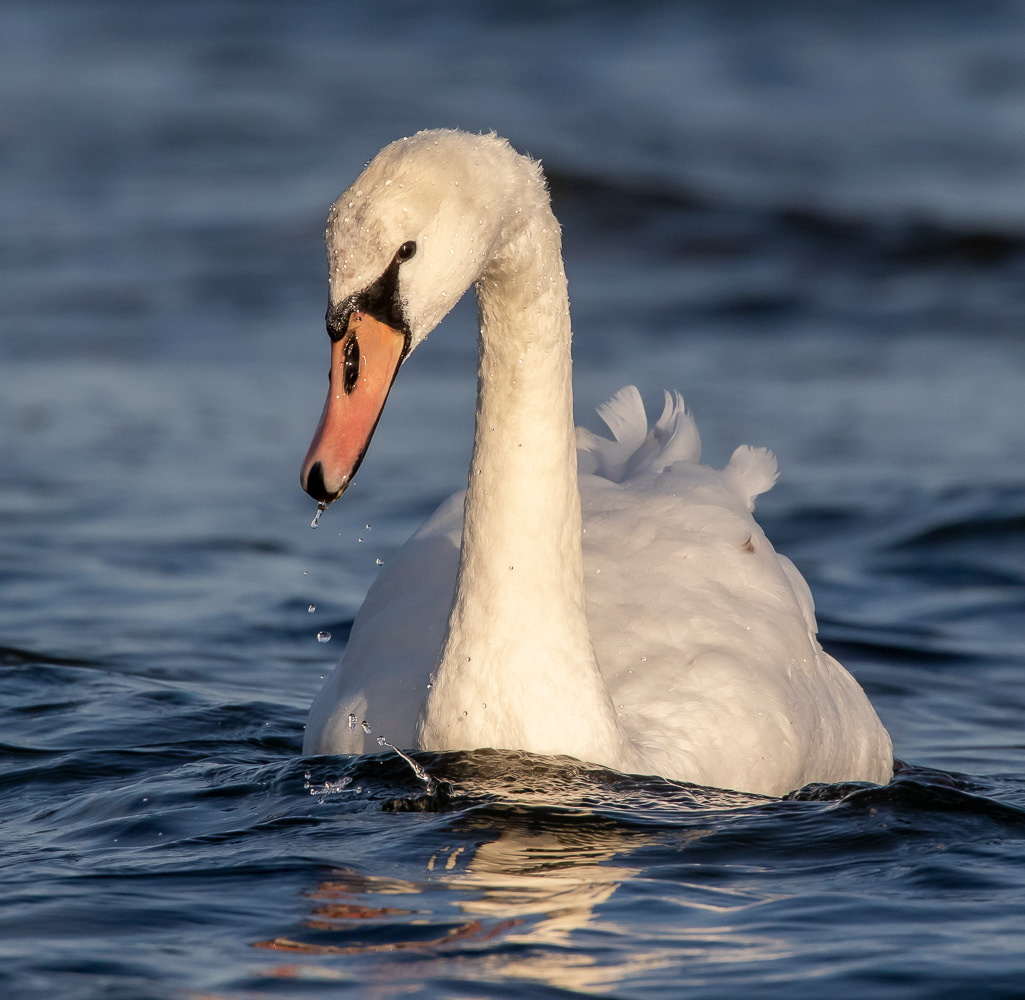 Kyhmyjoutsen 24.10.2019
