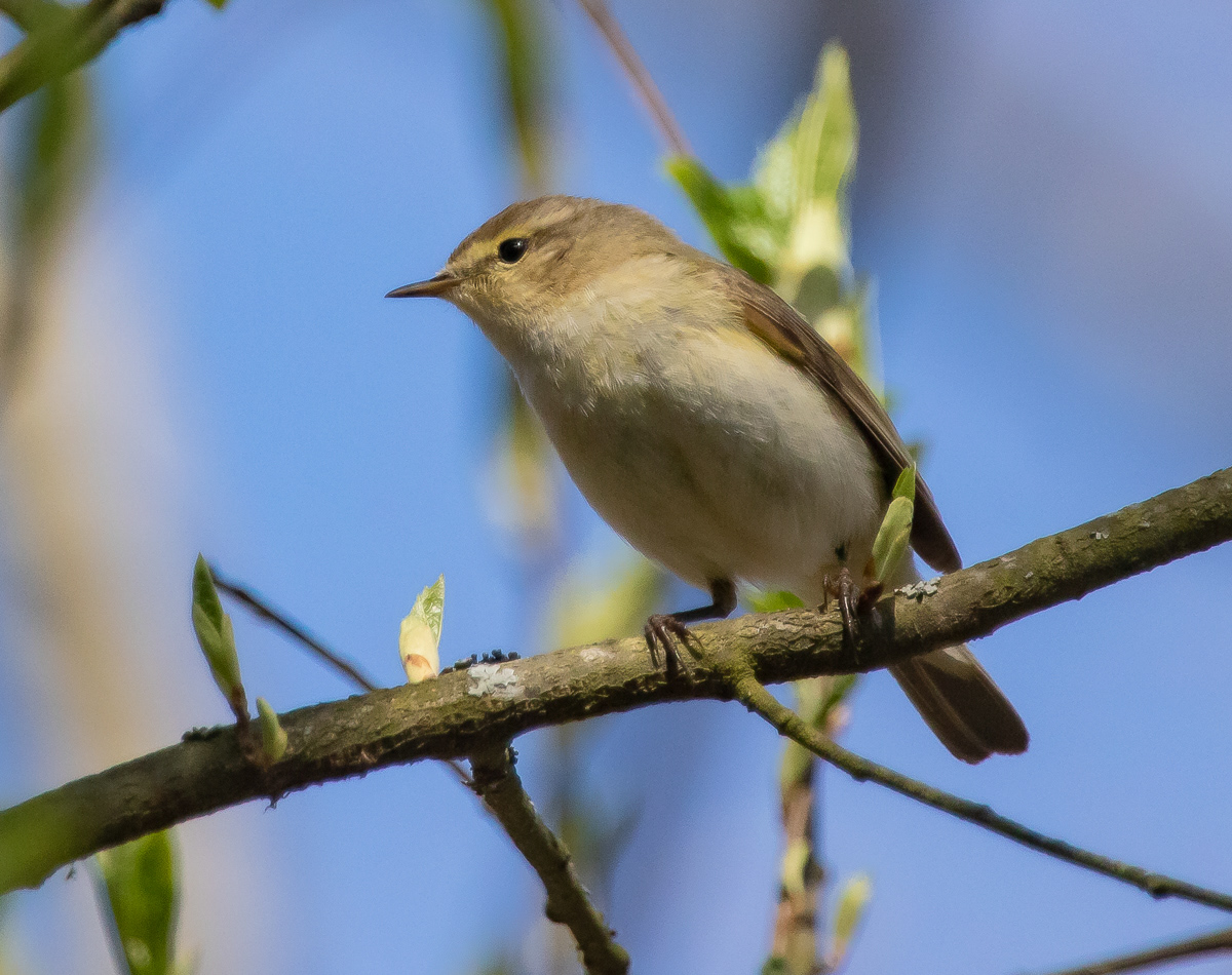 Tiltaltti 030520