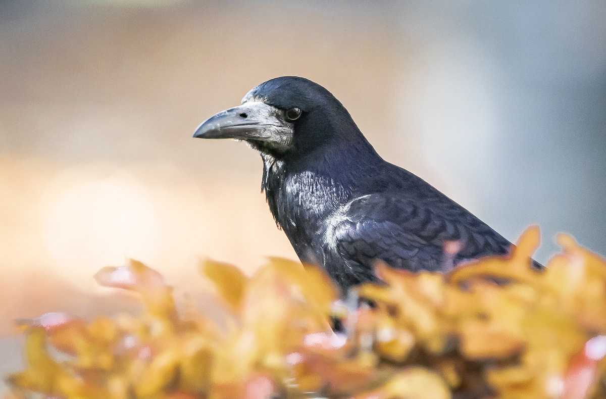 Mustavaris 14.10.2018