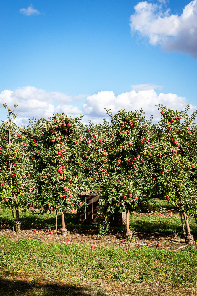 Obstplantage, Sächsisches Obstland, Leisnig. Foto @ Mirko Joerg Kellner