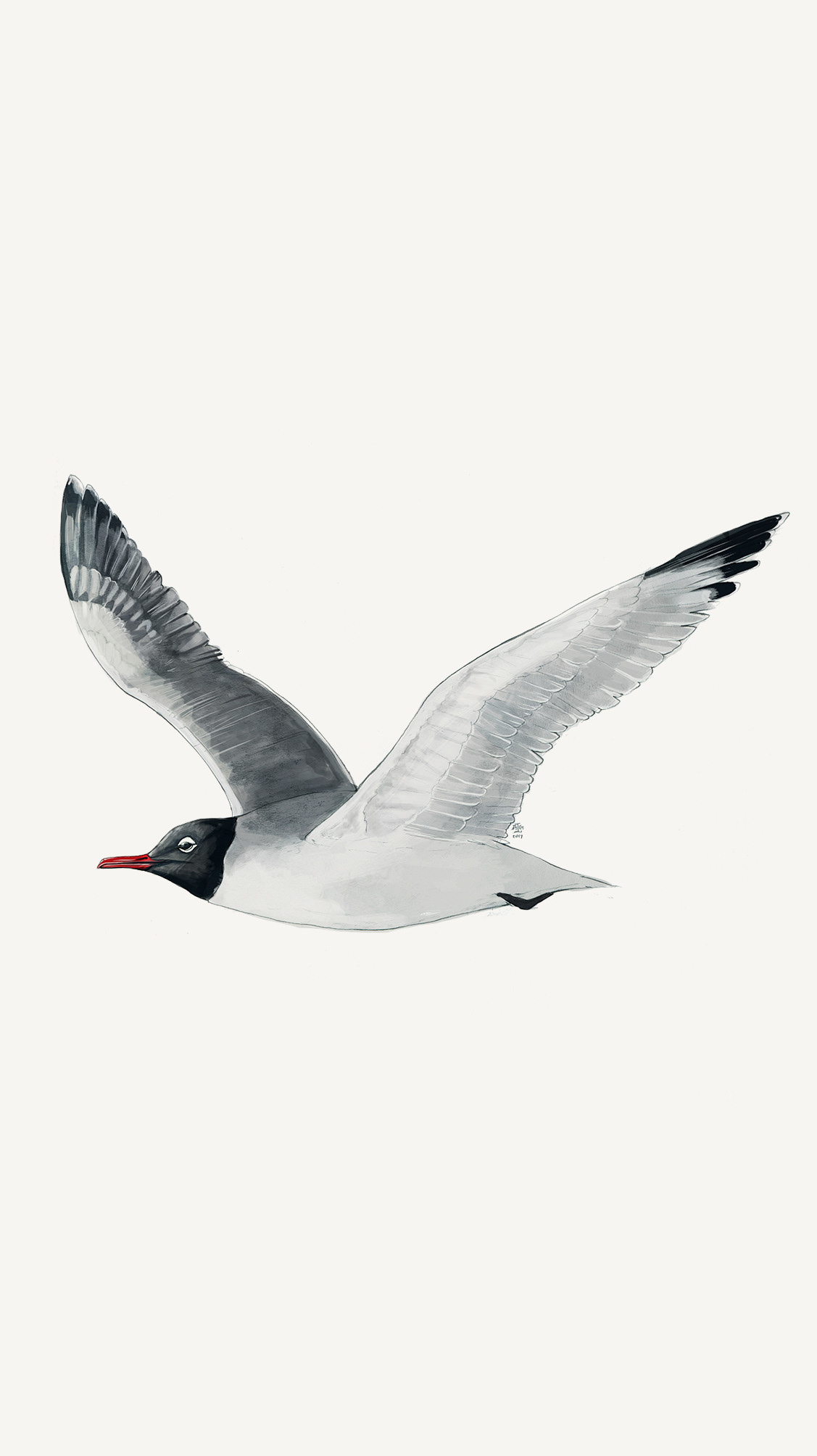 Gaviota de Franklin