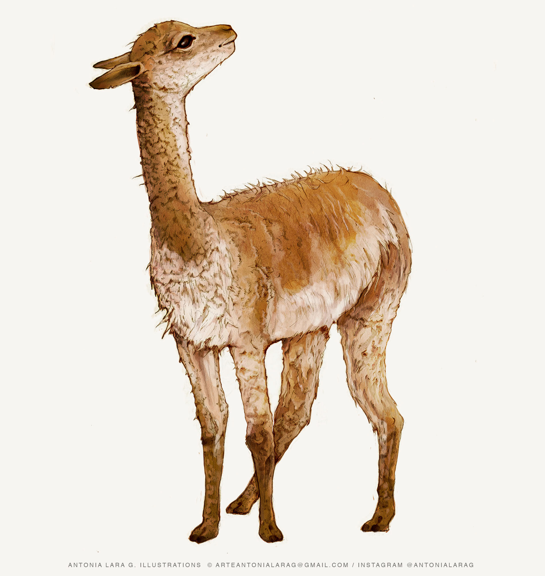 Vicuna