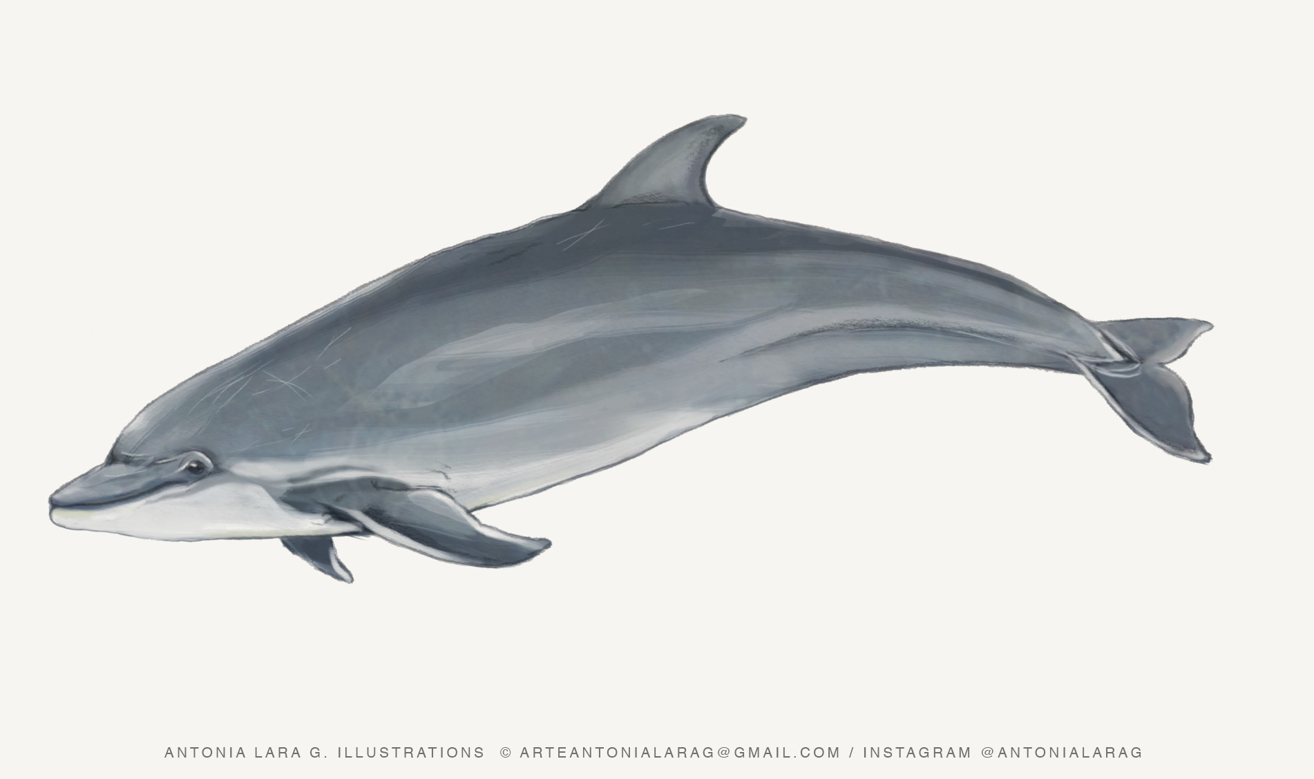 Delfín nariz de botella