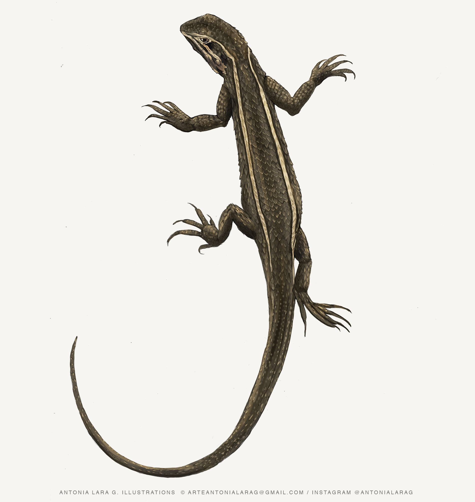 Lagartija de Gravenhorst