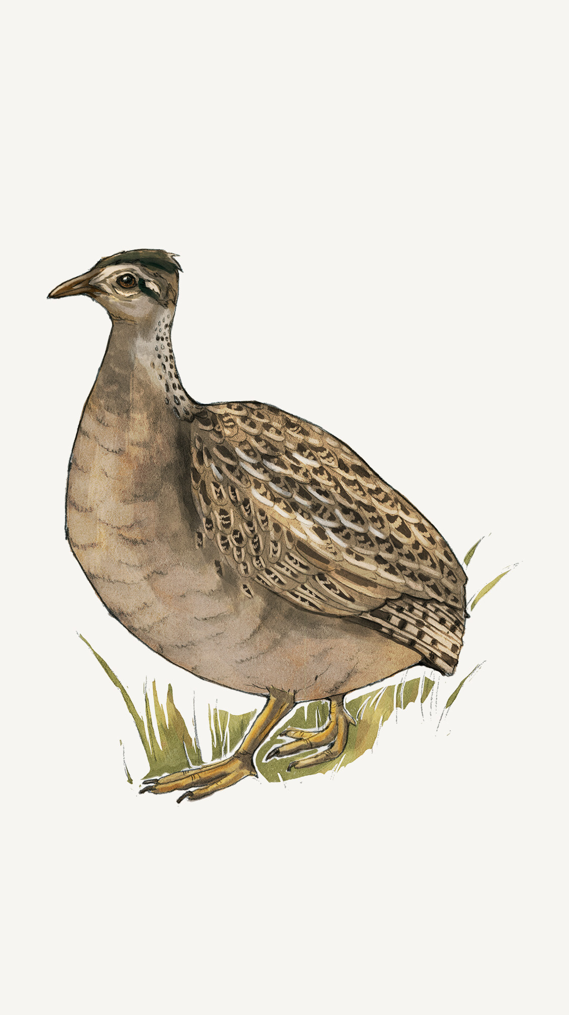 Perdiz Chilena