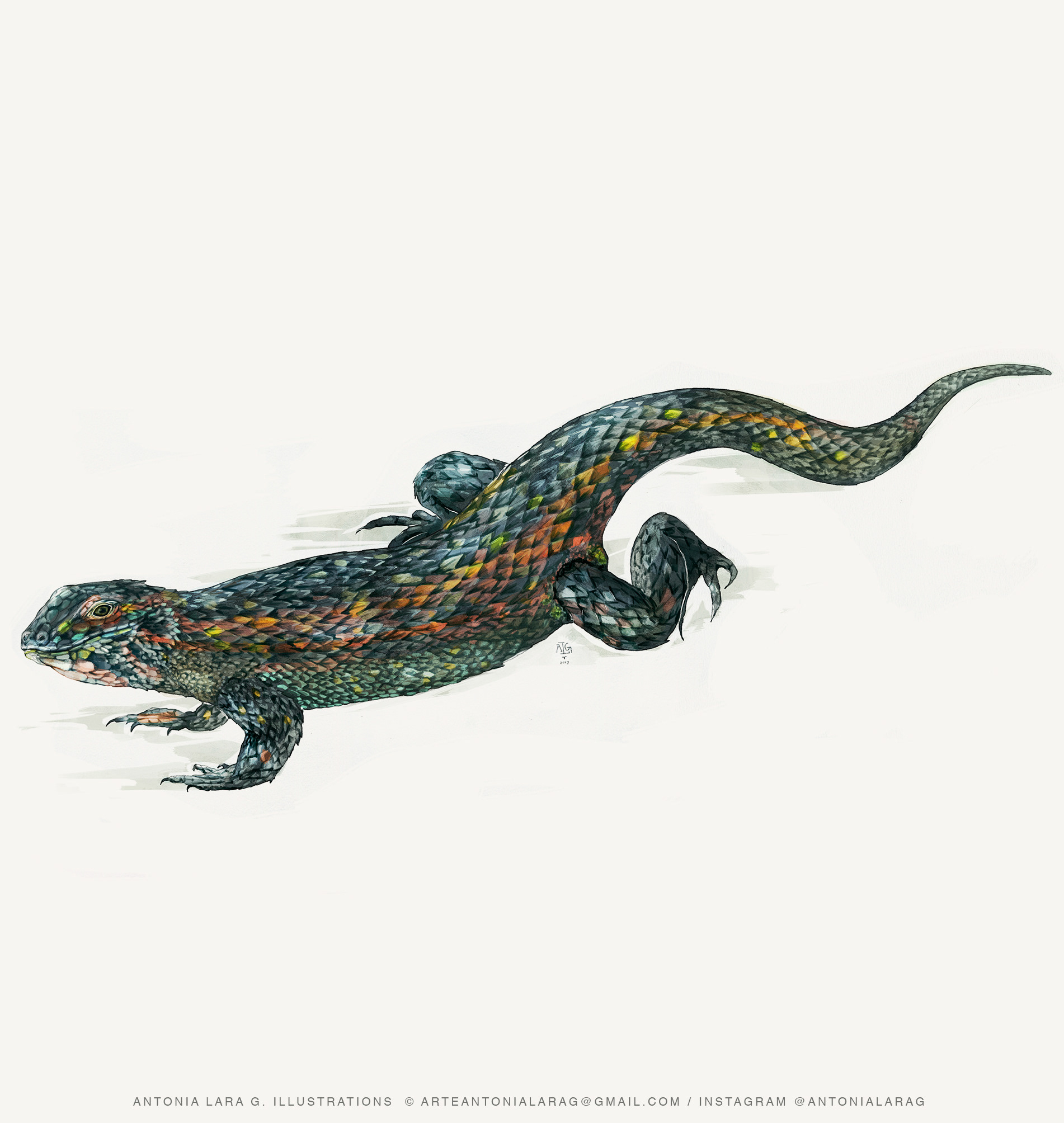 Lagarto de Zapallar