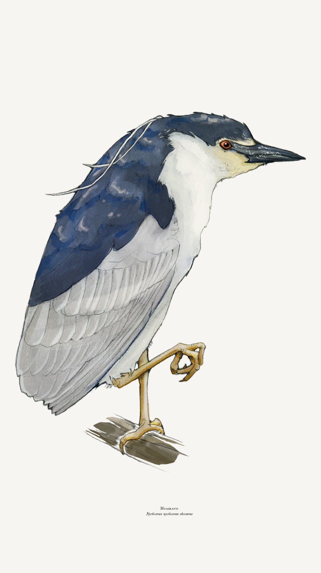 Huairavo