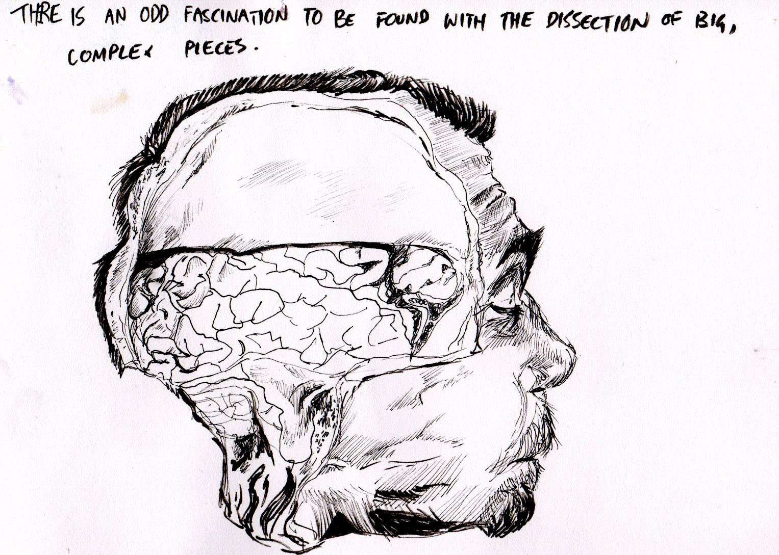 A study I did of the open brain, from photo reference.