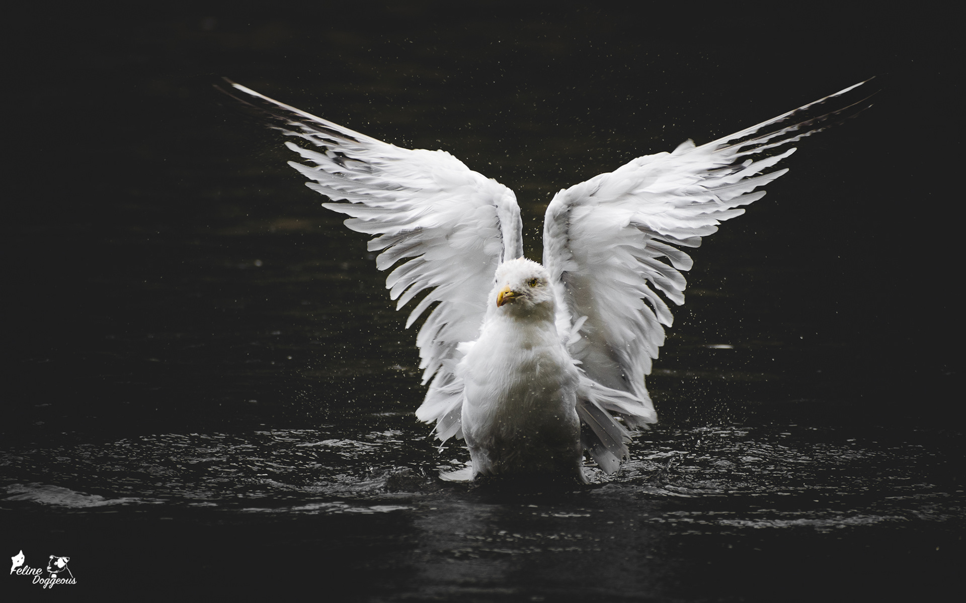 Seagull