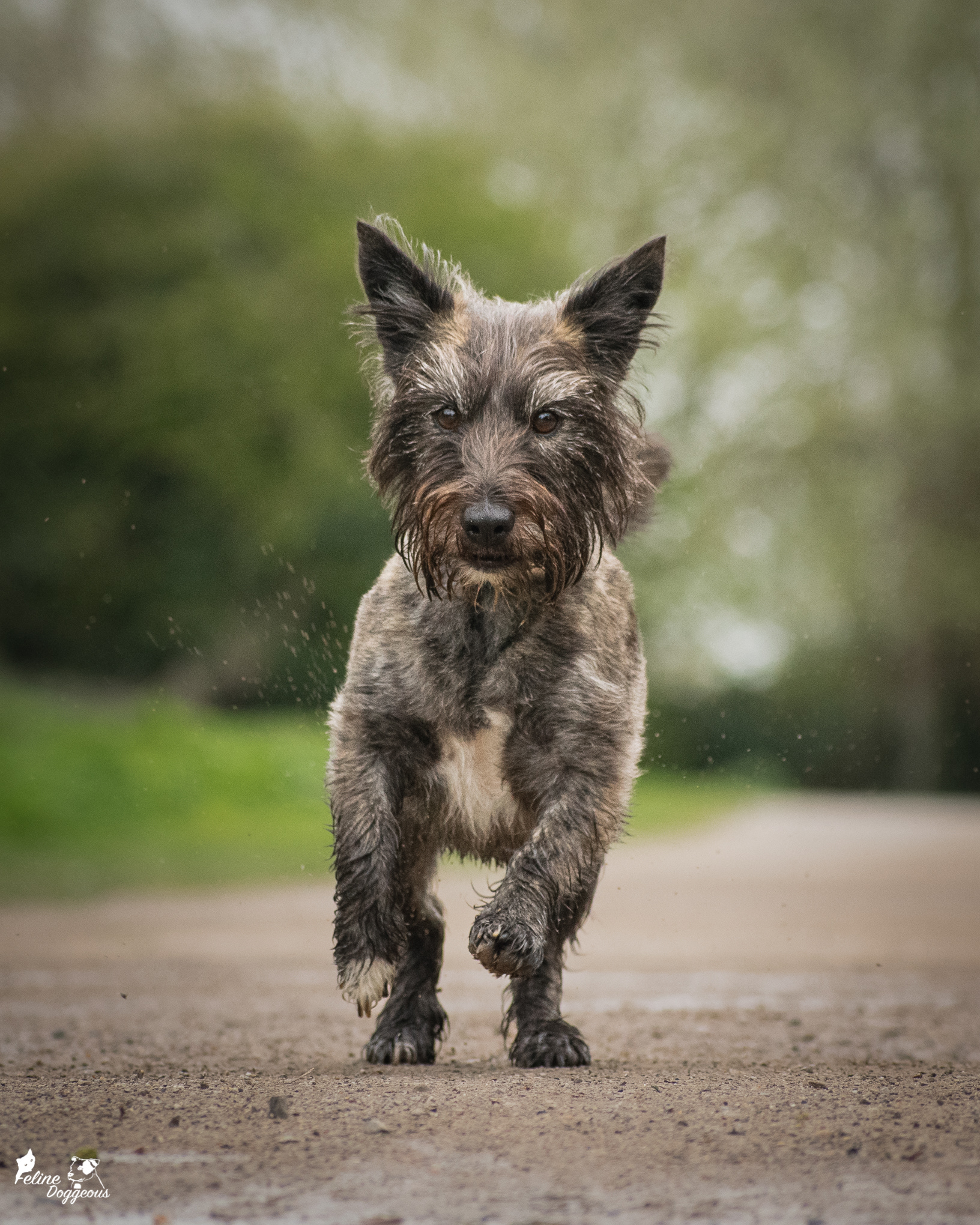 Jack Russell x Yorkshire terrier