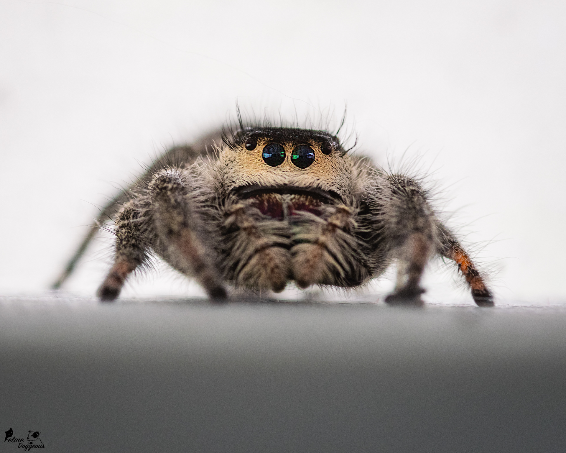 Regal Jumping Spider