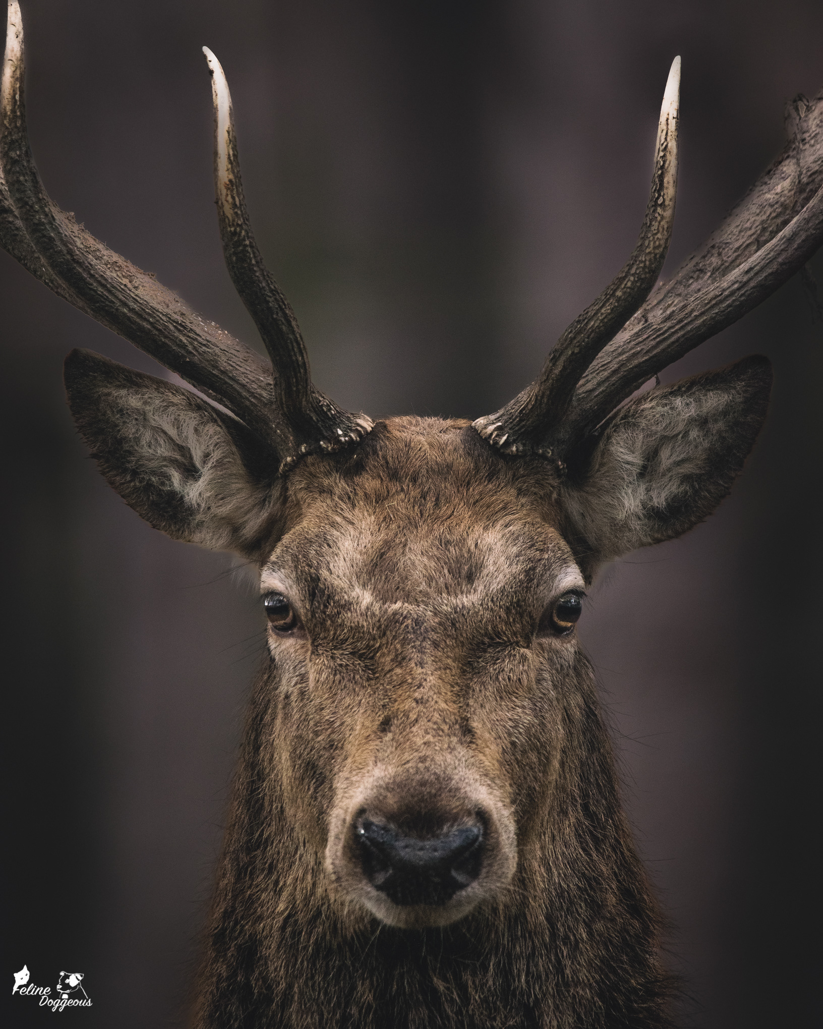 Red Deer
