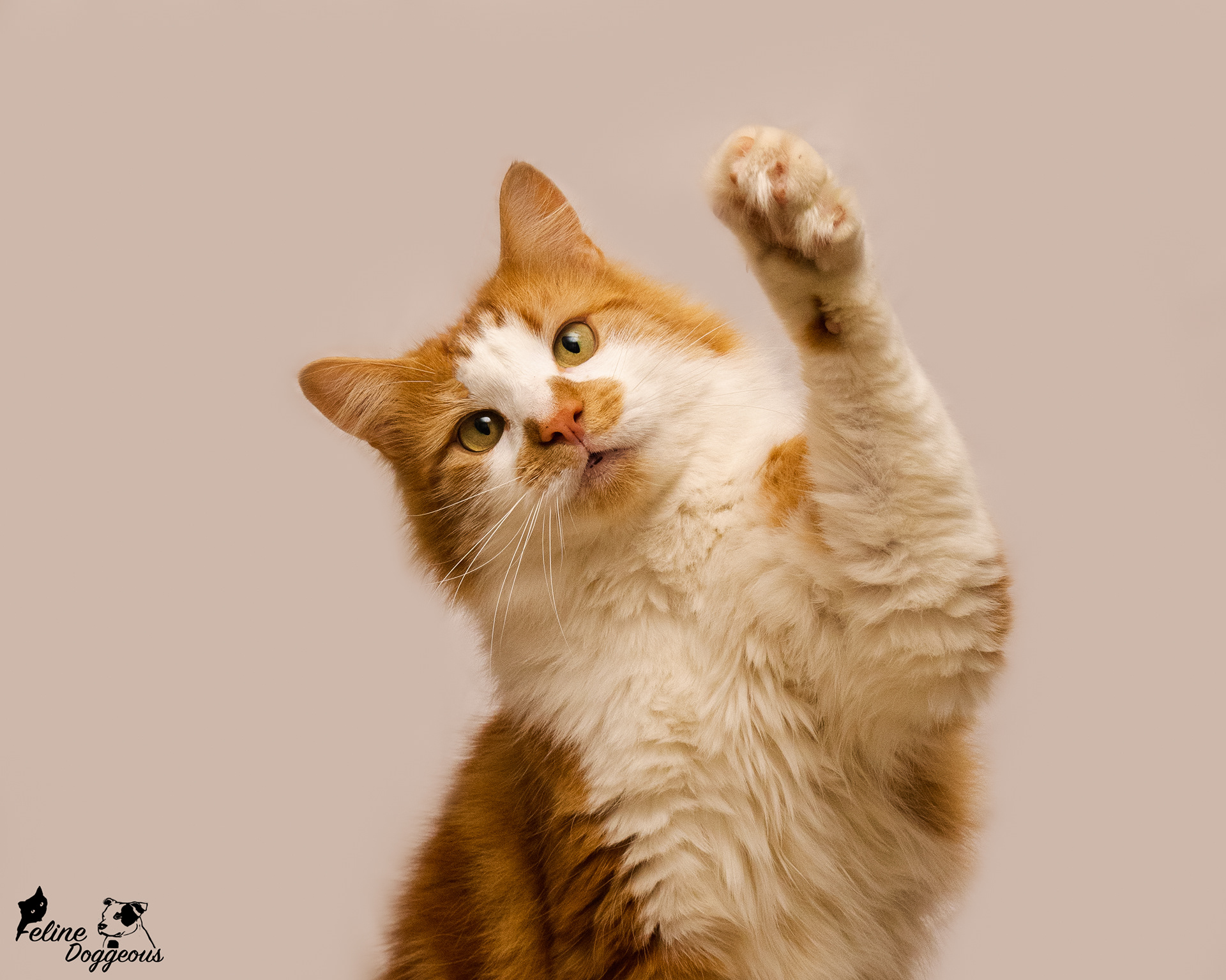 Studio - Norwegian Forest Cat
