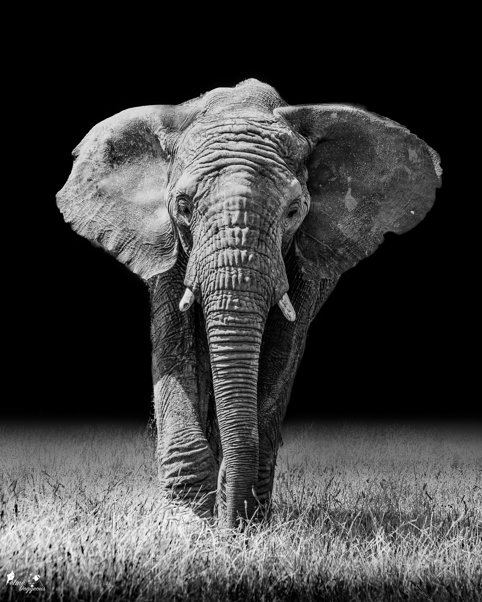 African Elephant