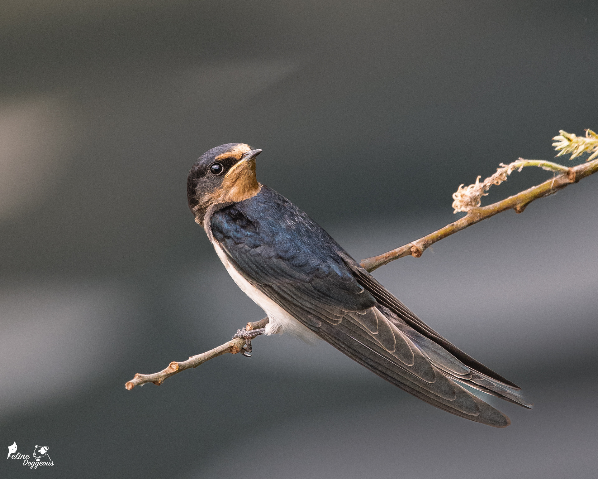 Barn Swallow