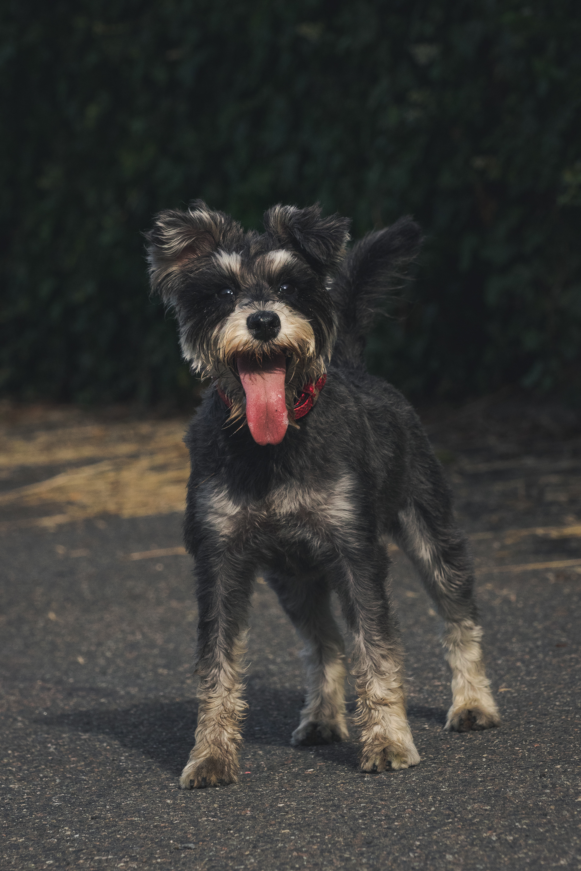 Mini Schnauzer