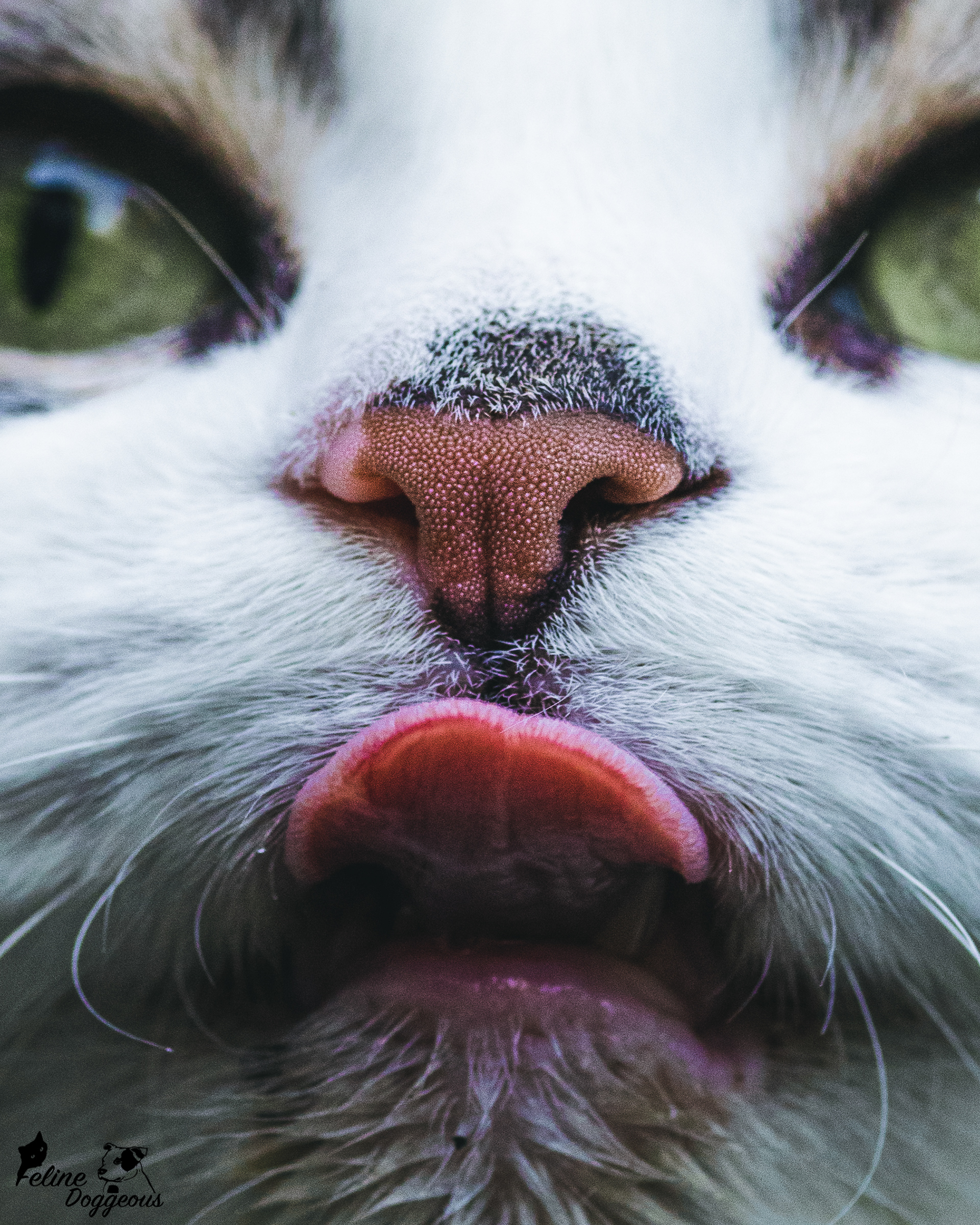 Macro - Cat Nose