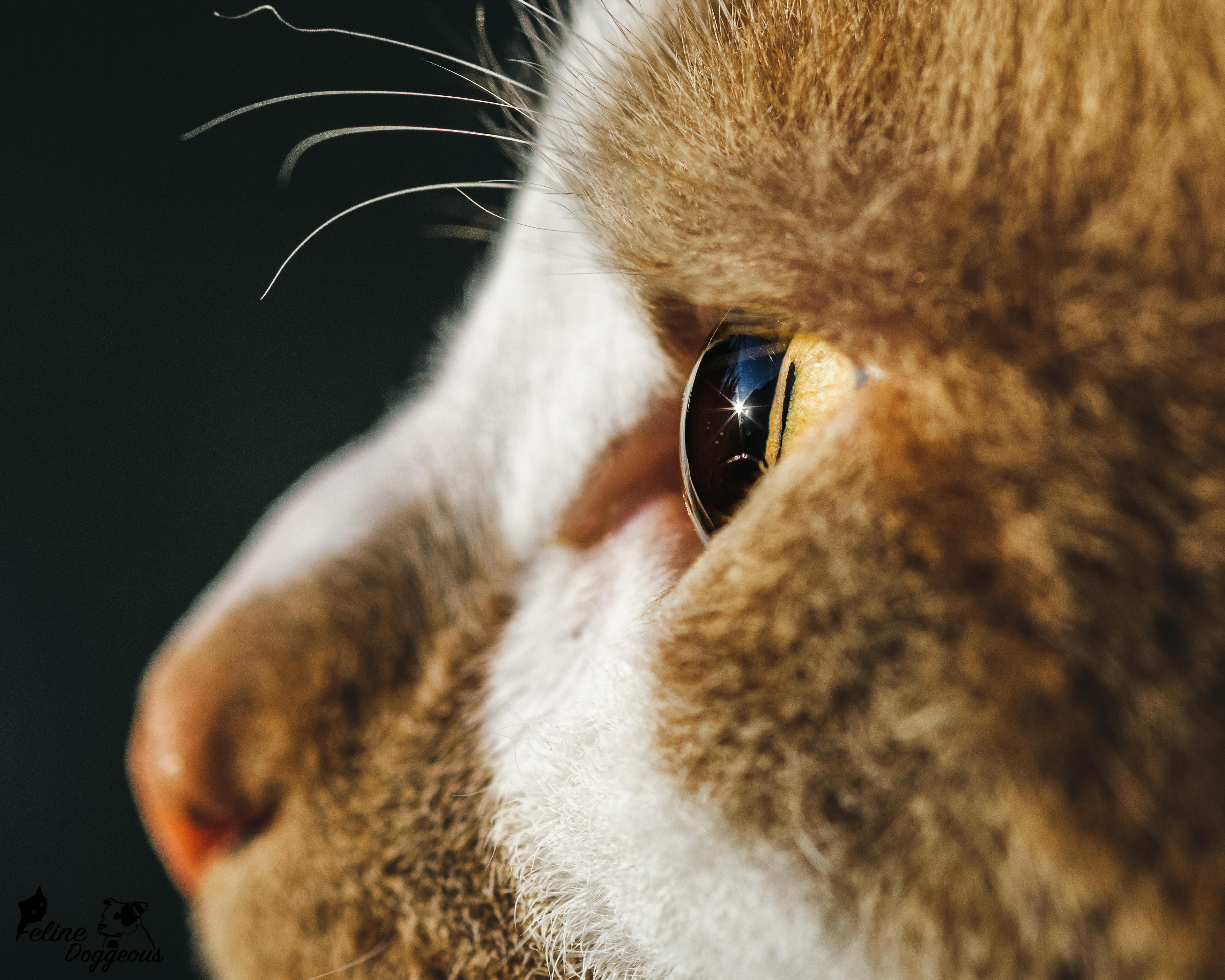 Macro - Cat eye