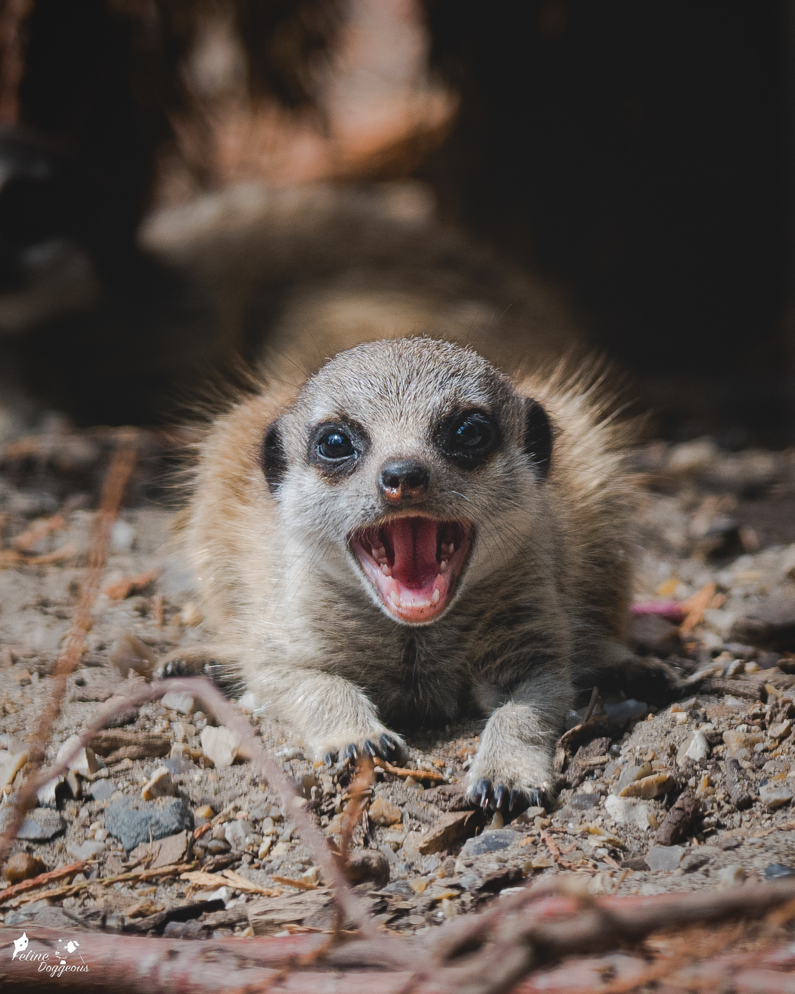 Baby Meerkat