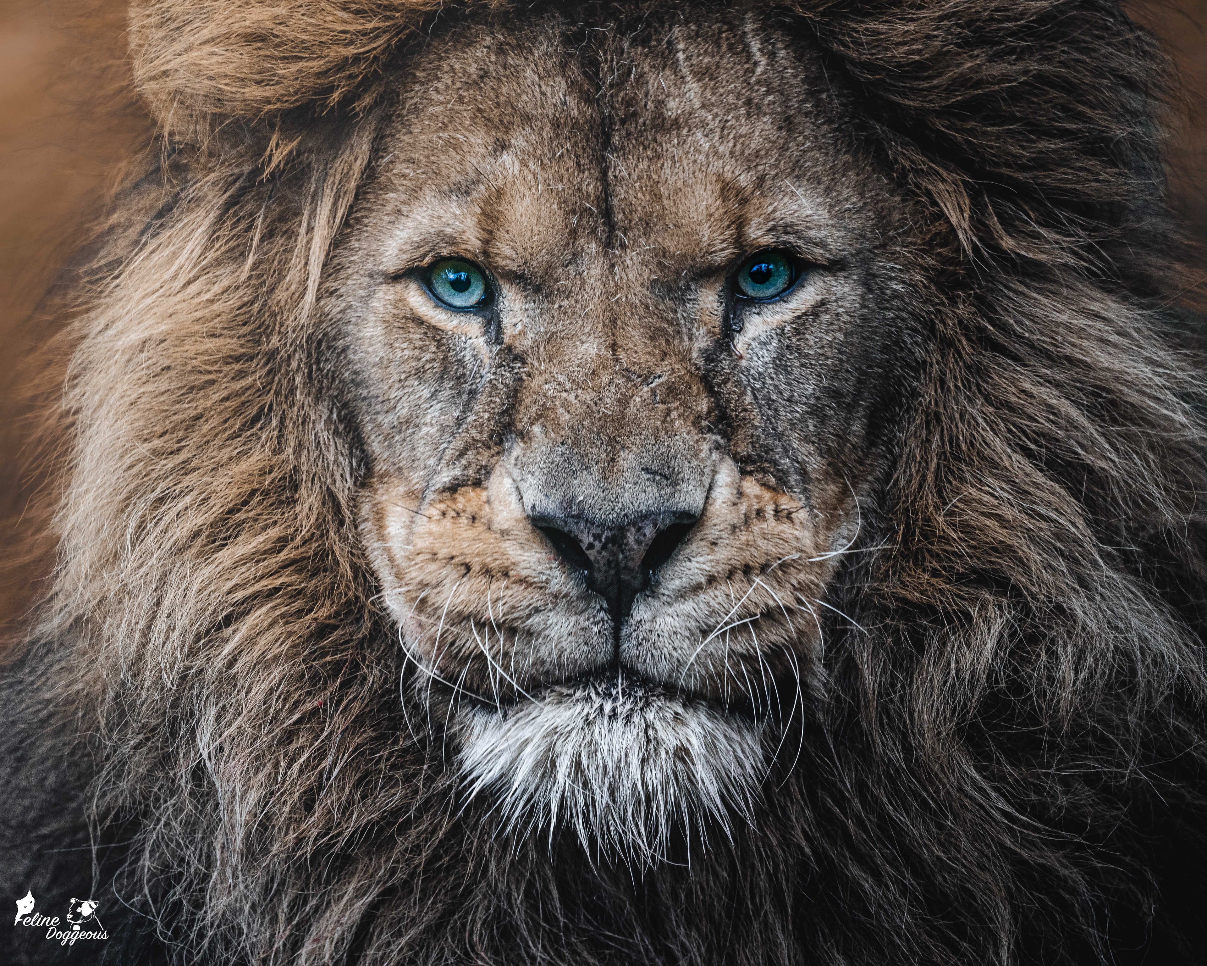 African Lion, Port Lympne Wild Animal Park
