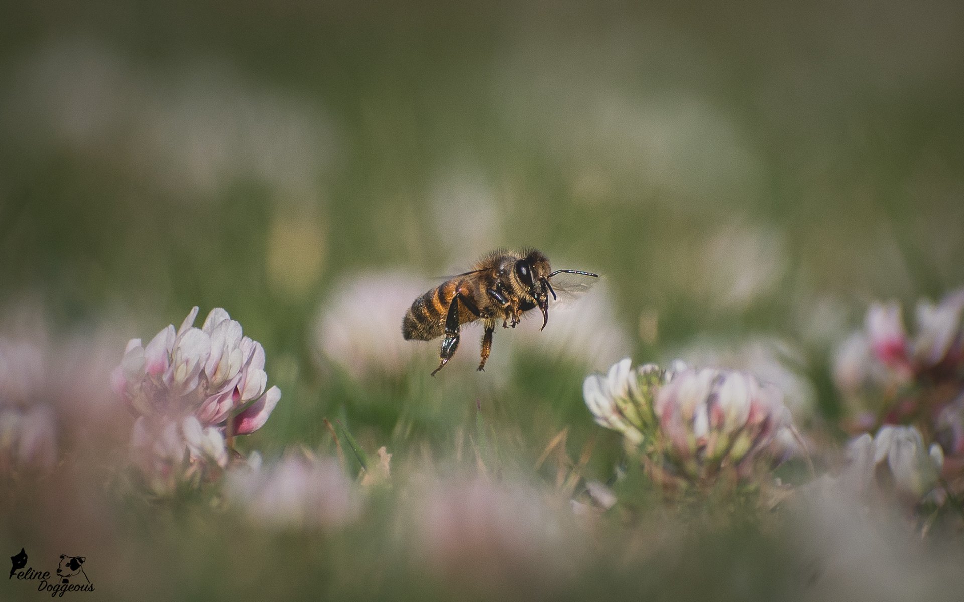 Honey Bee