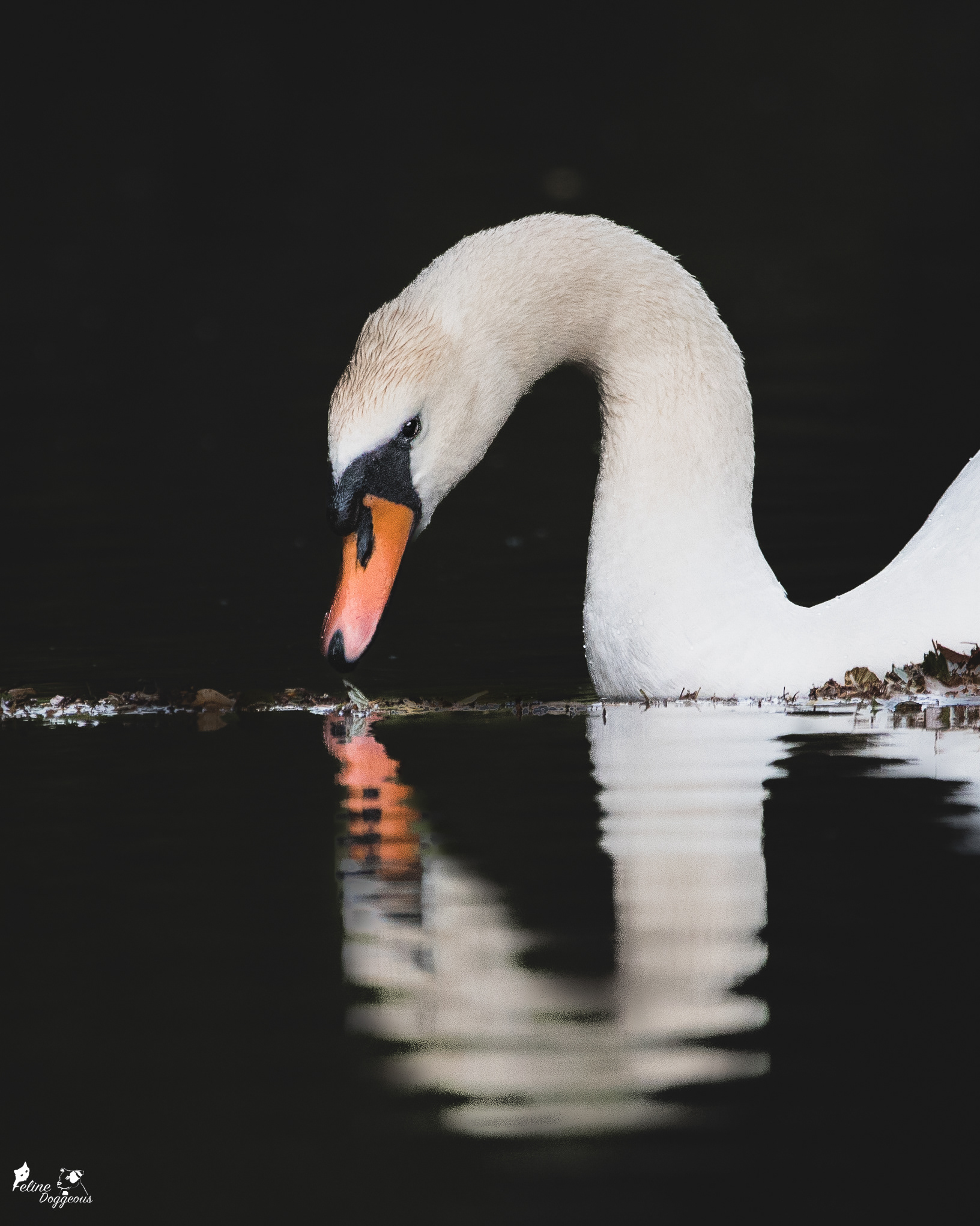 Swan