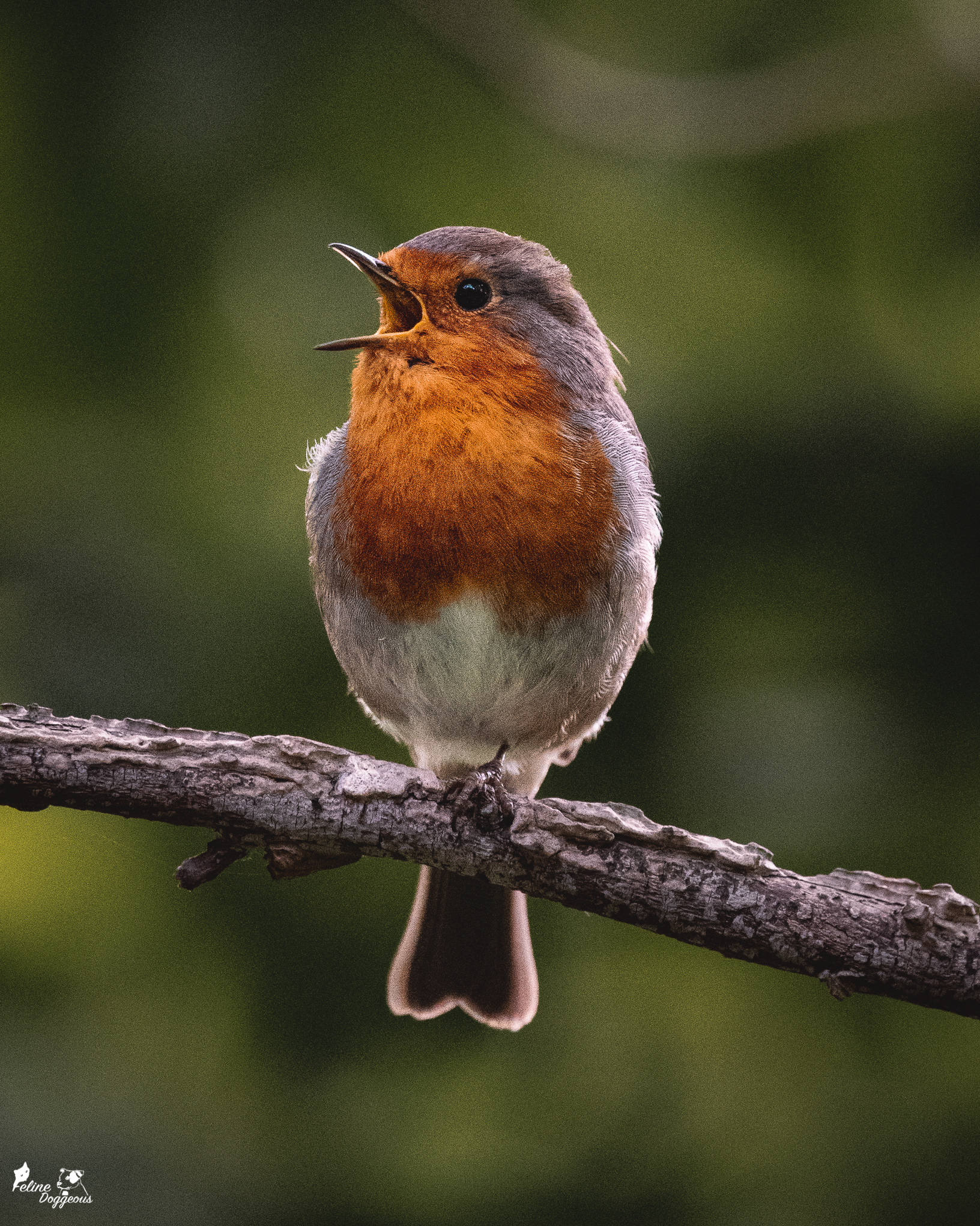 Robin
