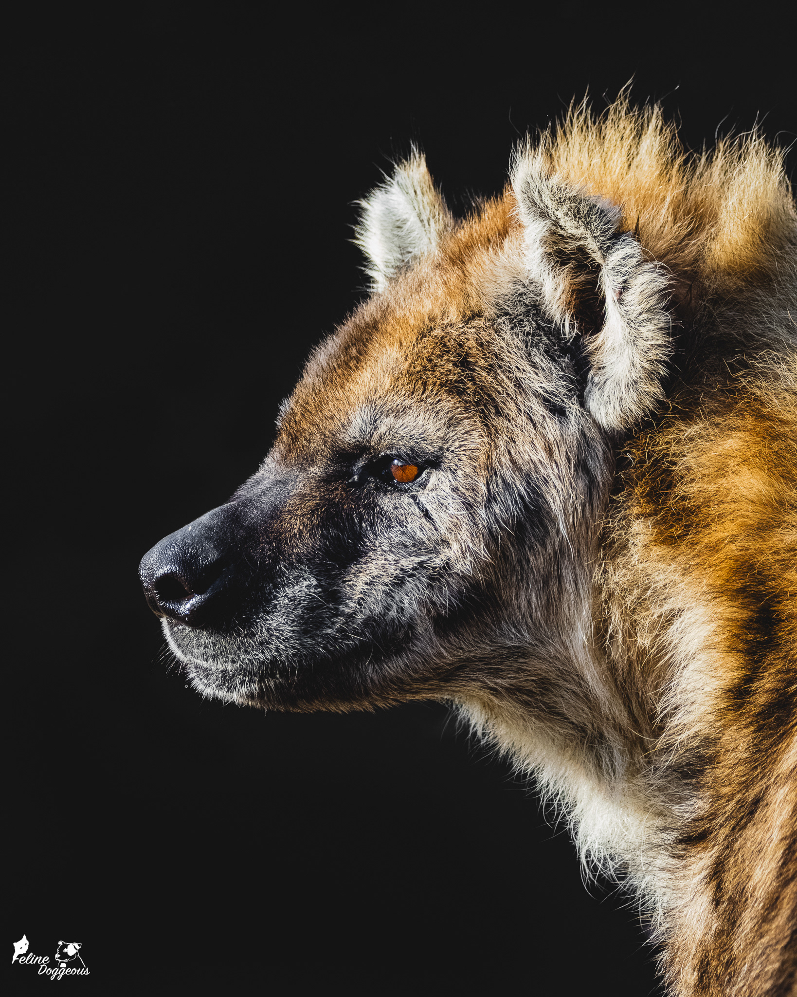 Spotted Hyena, Colchester Zoo
