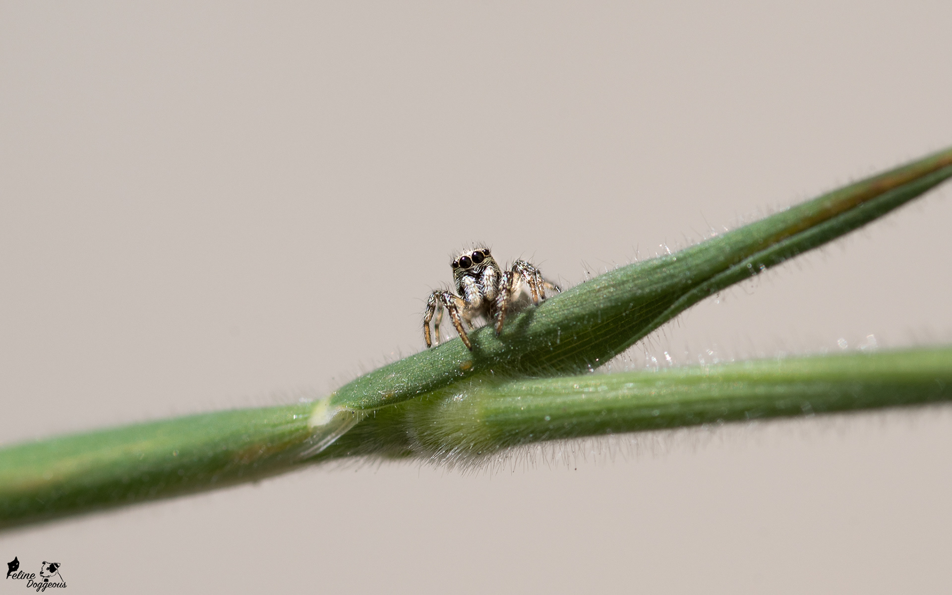Zebra Jumping Spider
