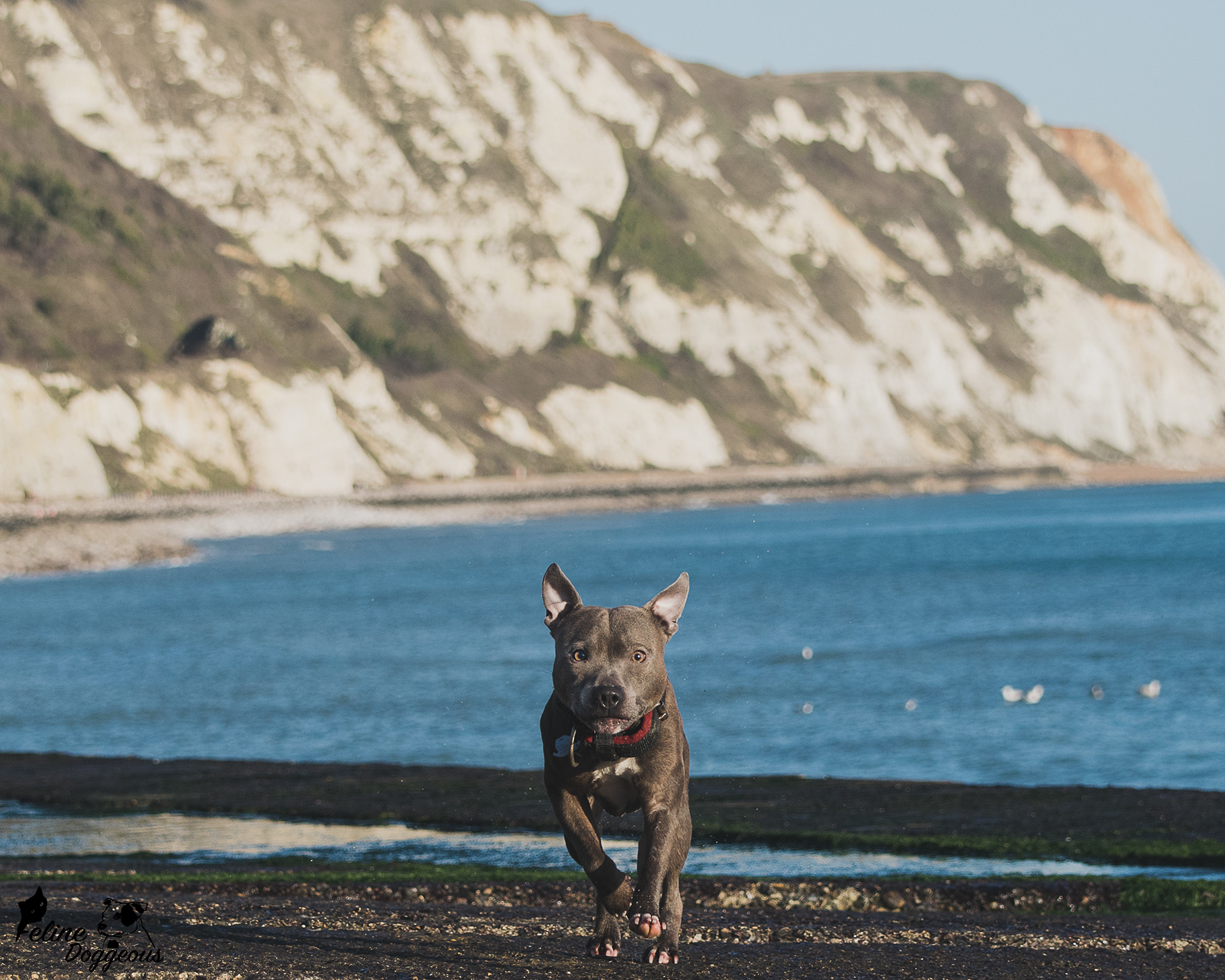 Staffy and the White Cliffs of Dover