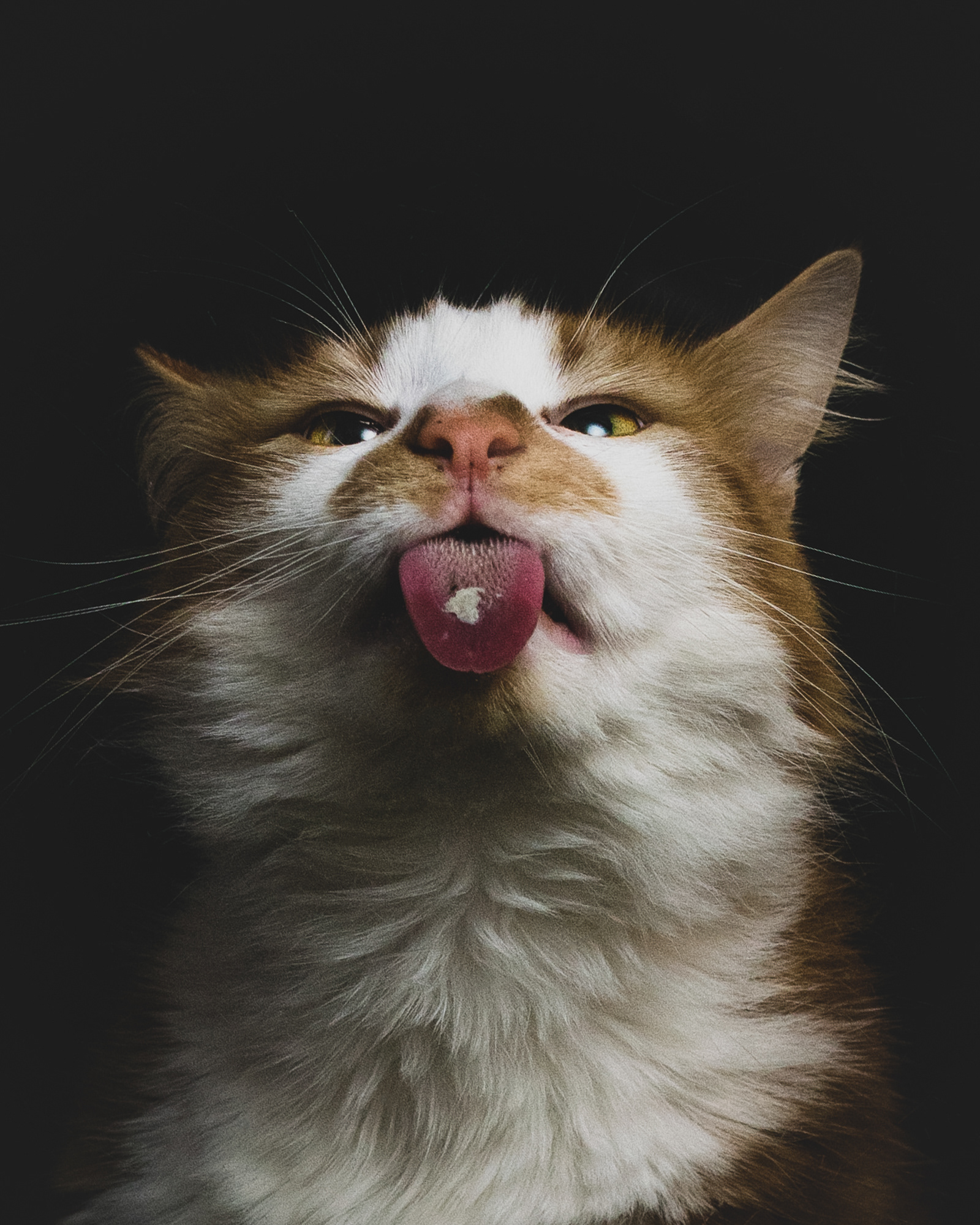 Norwegian Forest